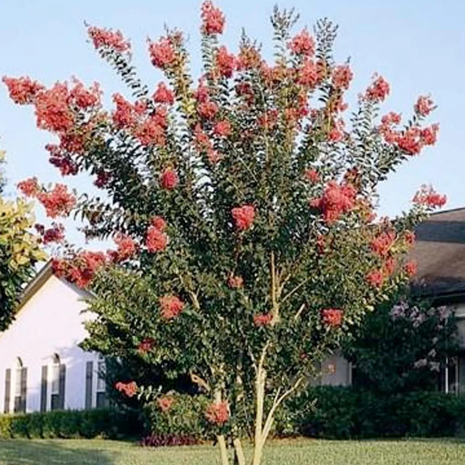 Lagerstroemia 'Tuscarora' - Tuscarora Crape Myrtle - 5 Gallon>Roger's Gardens Hot