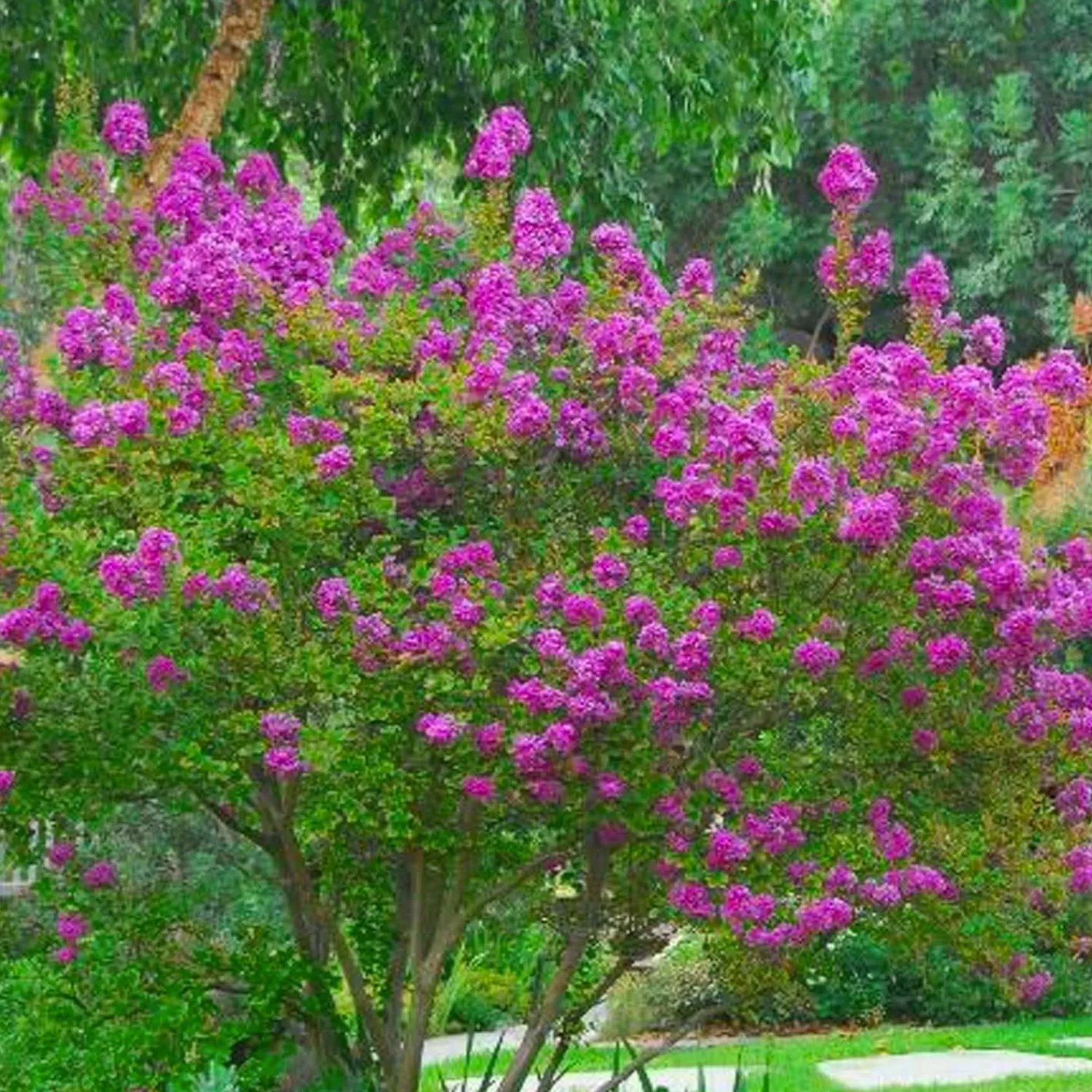 Lagerstroemia 'Zuni' - Zuni Crape Myrtle - 5 Gallon>Roger's Gardens Fashion