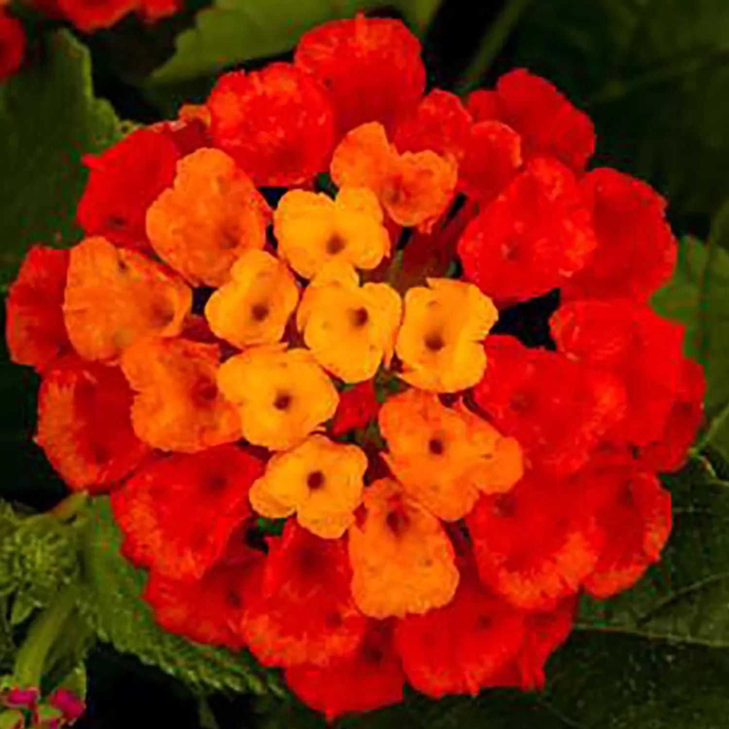 Lantana 'Hot Blooded Red' - 1 Gallon>Roger's Gardens Cheap