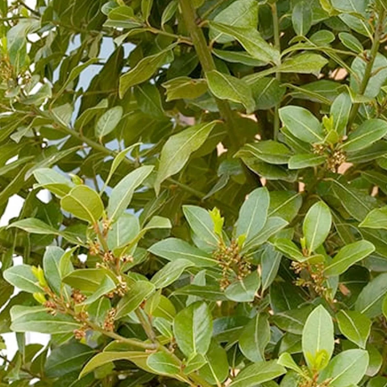 Laurus Nobilis - Sweet Bay - 1 Gallon>Roger's Gardens Shop