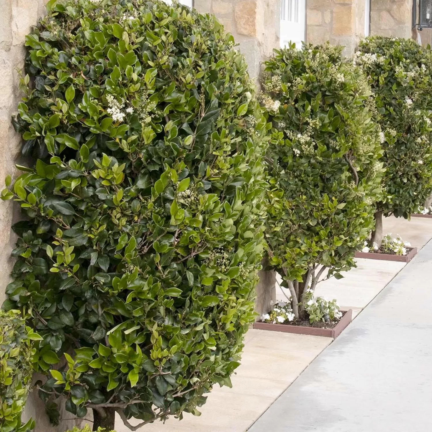 Ligustrum Texanum - Waxleaf Privet - 5 Gallon>Roger's Gardens Fashion