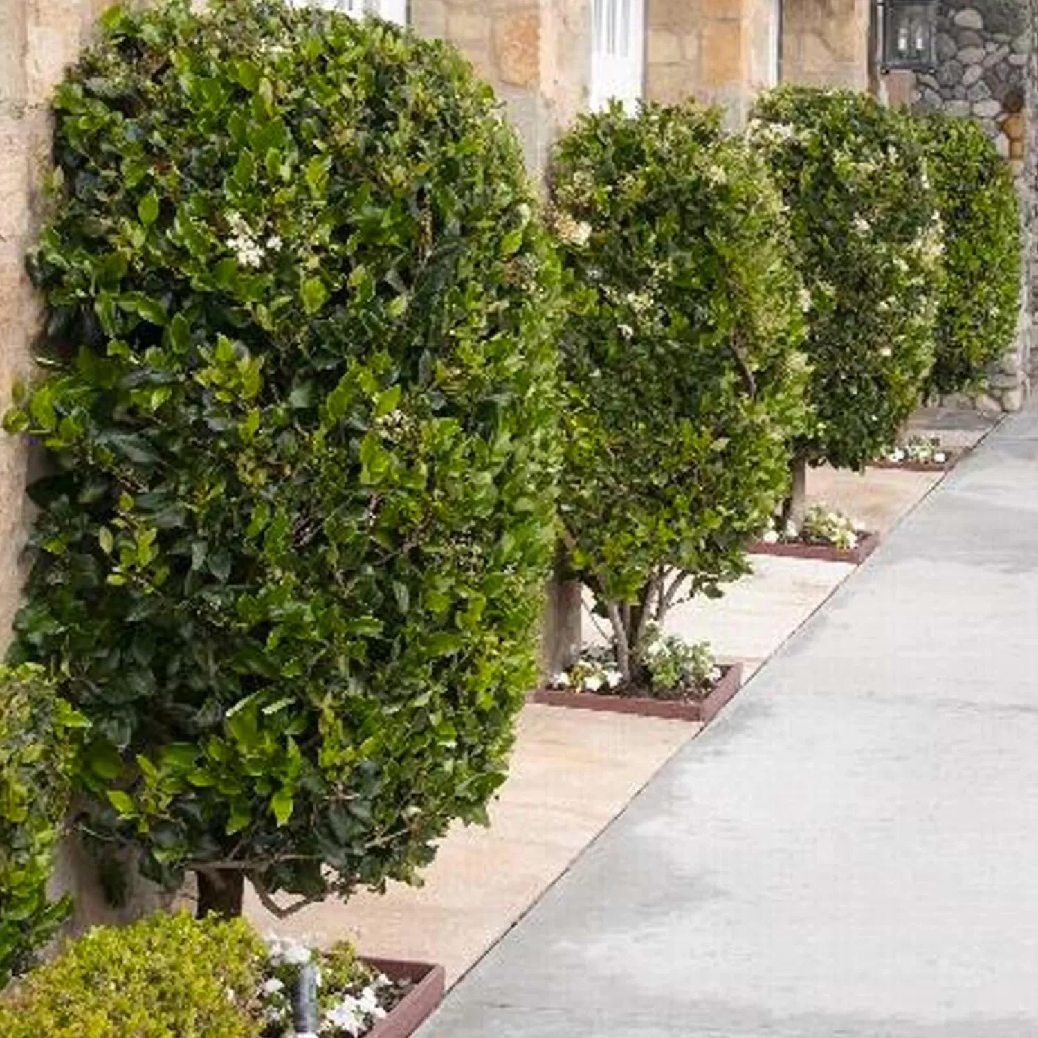 Ligustrum Texanum - Waxleaf Privet - 7 Gallon>Roger's Gardens Discount