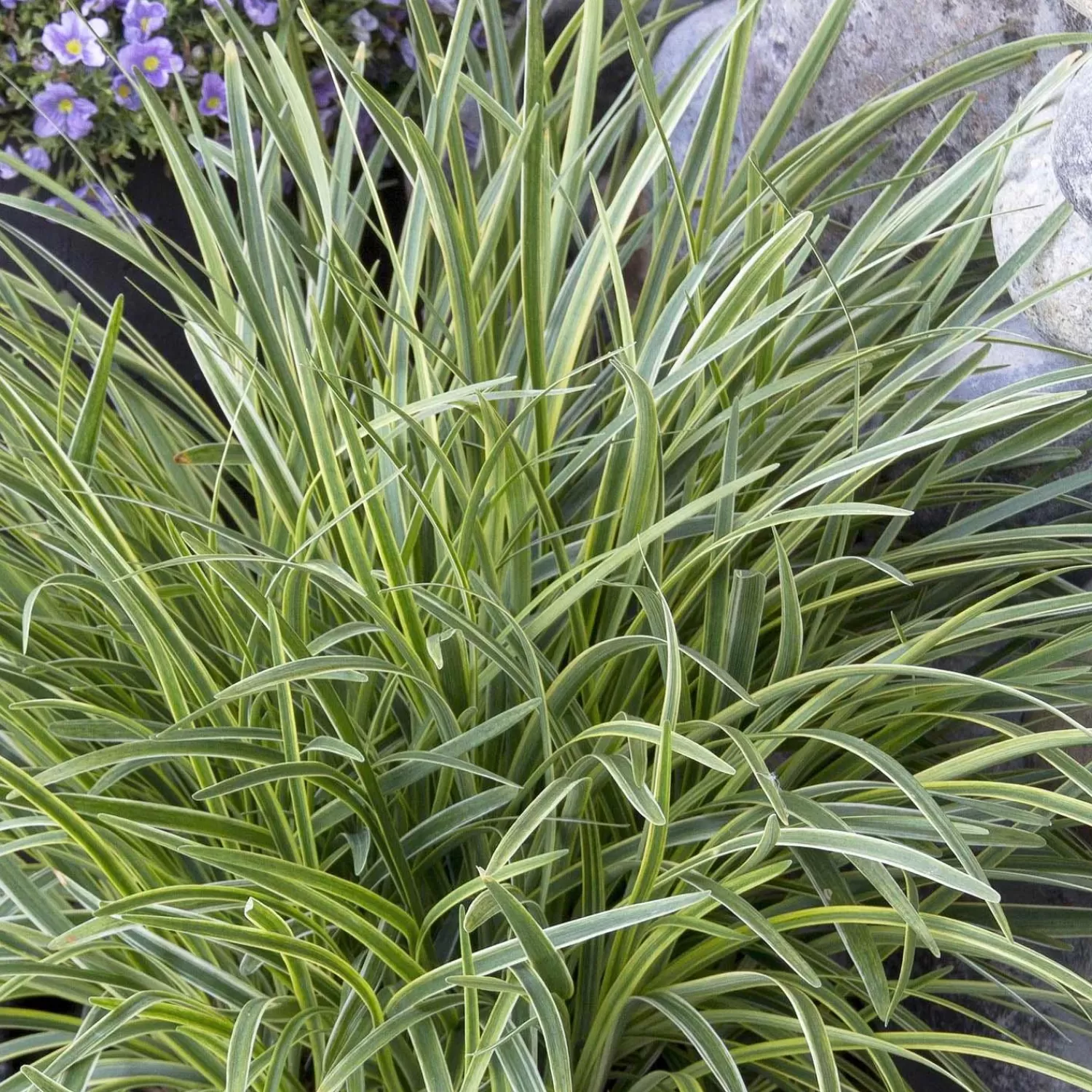 Liriope 'silvery Sunproof' - Silvery Sunproof Lilyturf - 1 Gallon>Roger's Gardens Shop