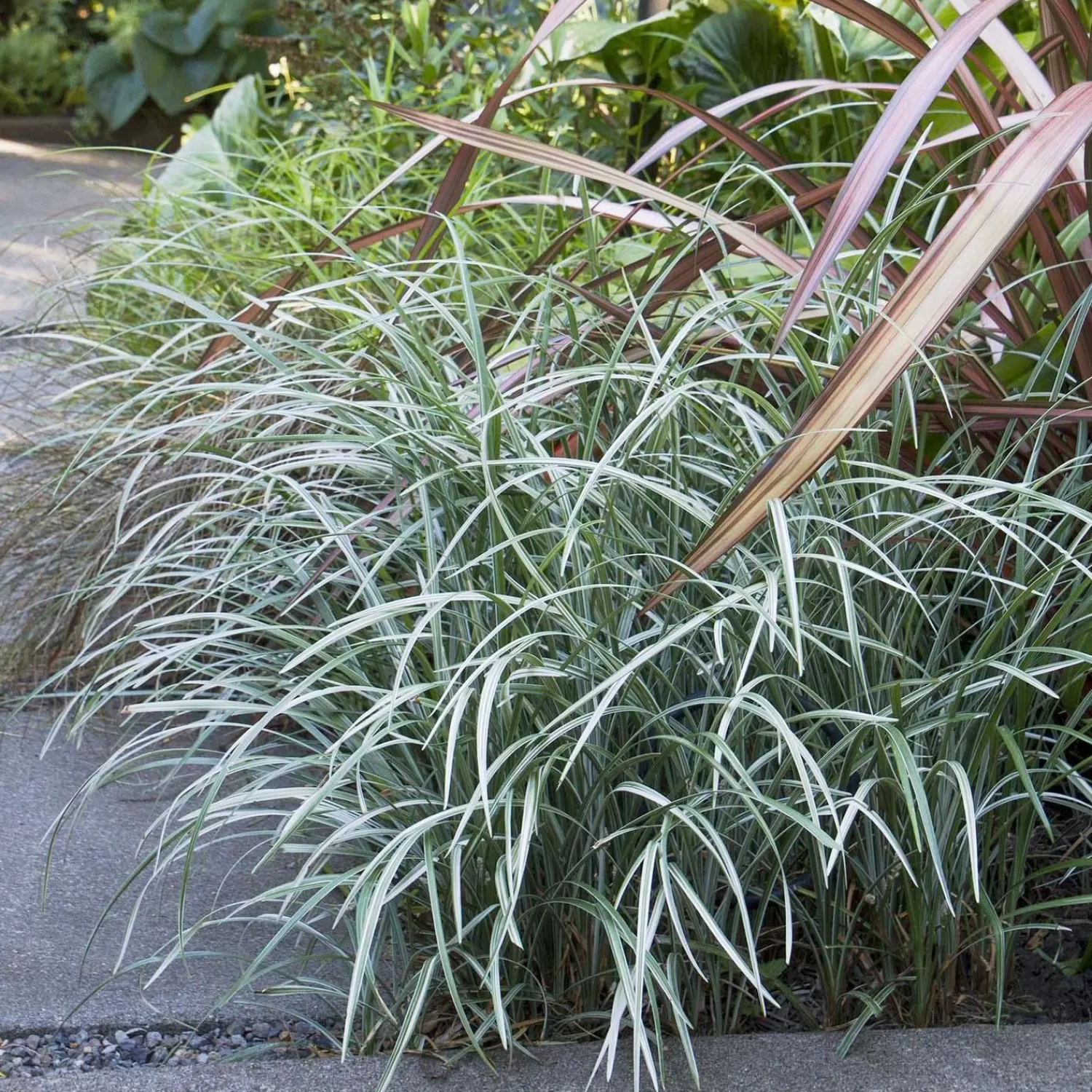 Liriope Spicata 'silver Dragon' - 1 Gallon>Roger's Gardens Shop