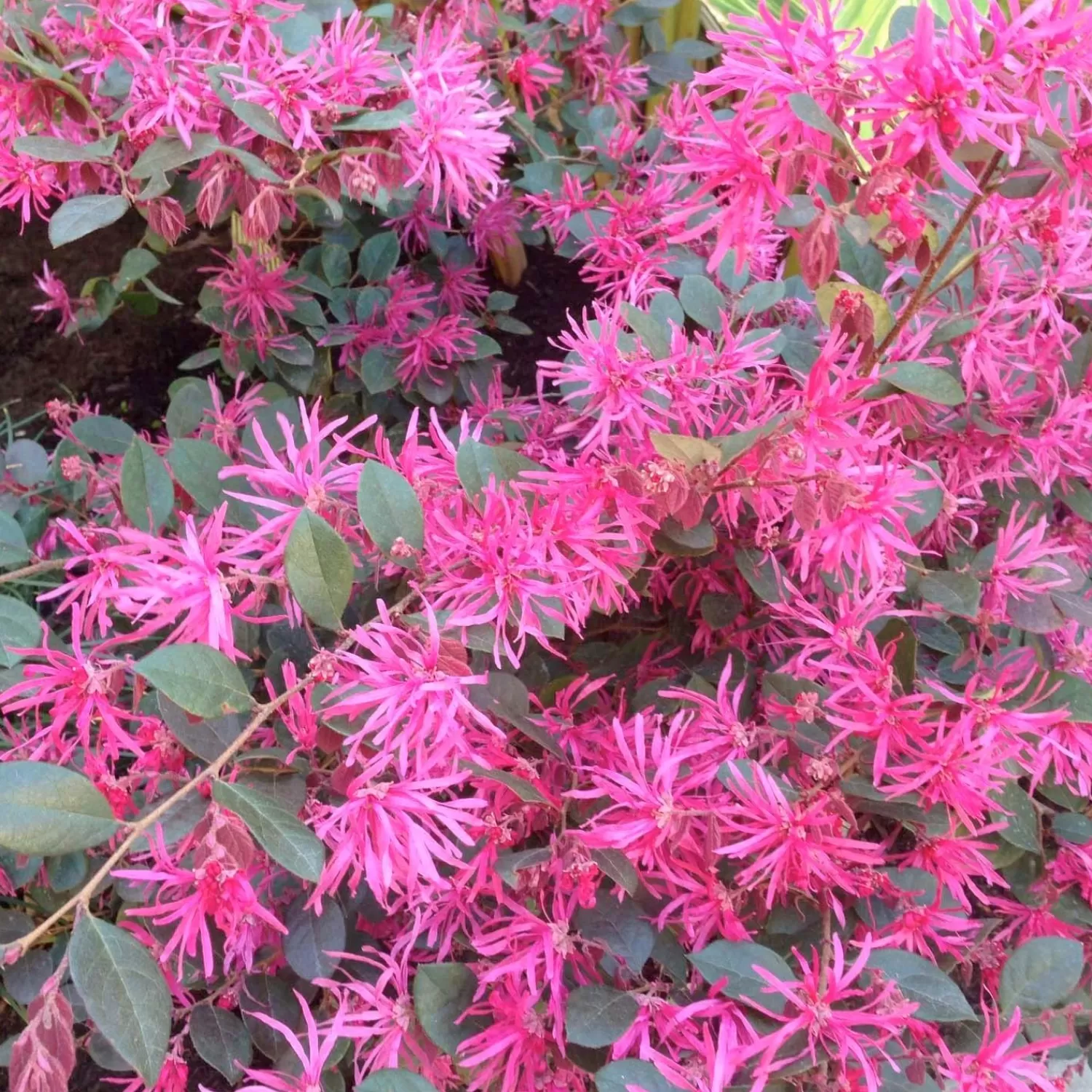 Loropetalum 'Razzleberri'® - Razzleberri Fringe Flower - 5 Gallon>Roger's Gardens Discount