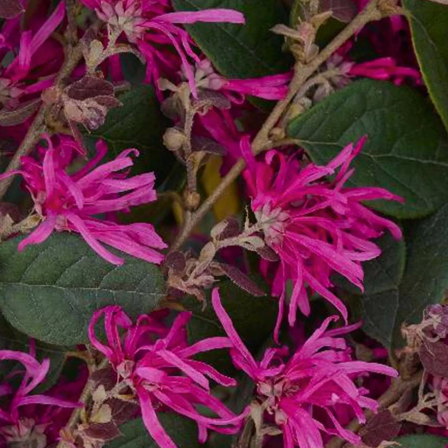 Loropetalum 'Razzleberri'® - Razzleberri Fringe Flower - 5 Gallon>Roger's Gardens Hot