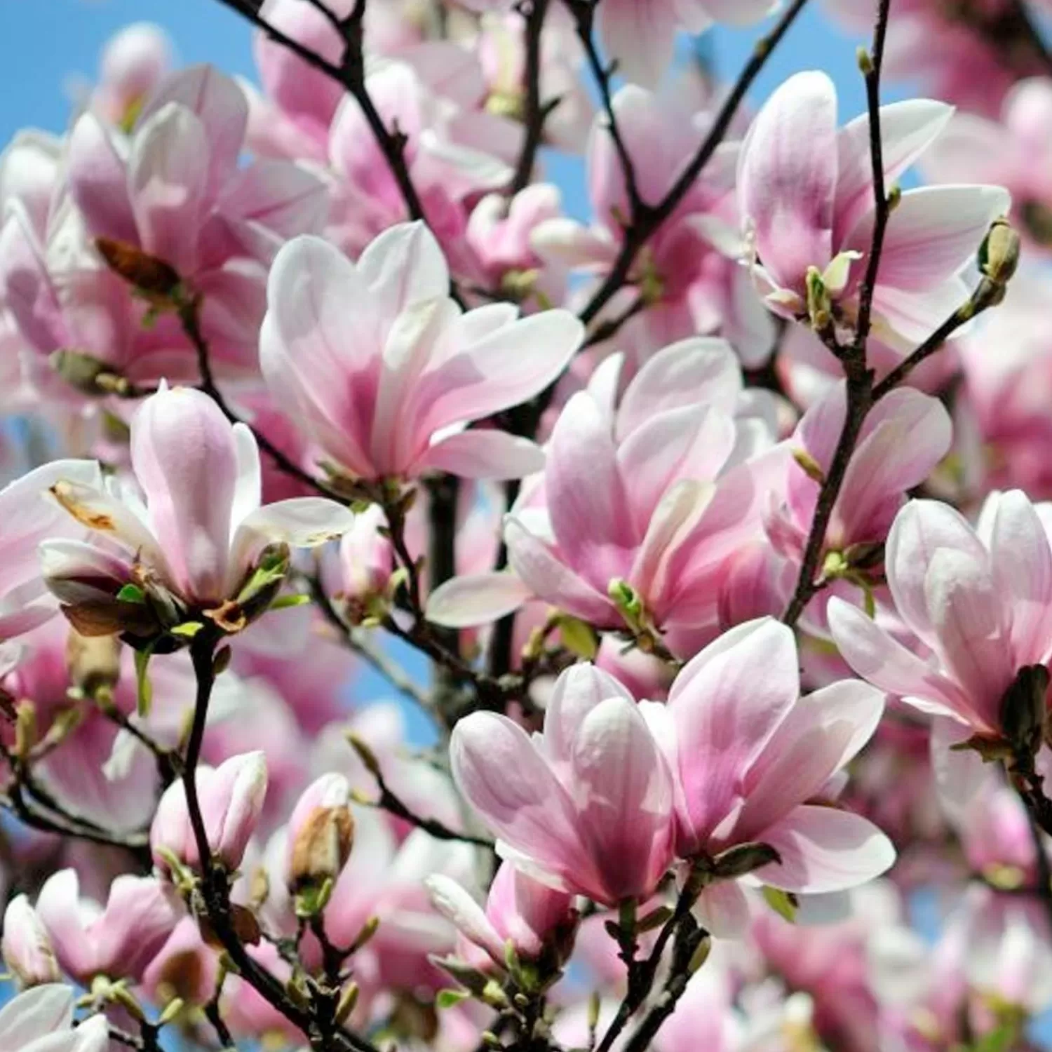 Magnolia 'Alexandrina' - Alexander Magnolia - 10 Gallon>Roger's Gardens Fashion