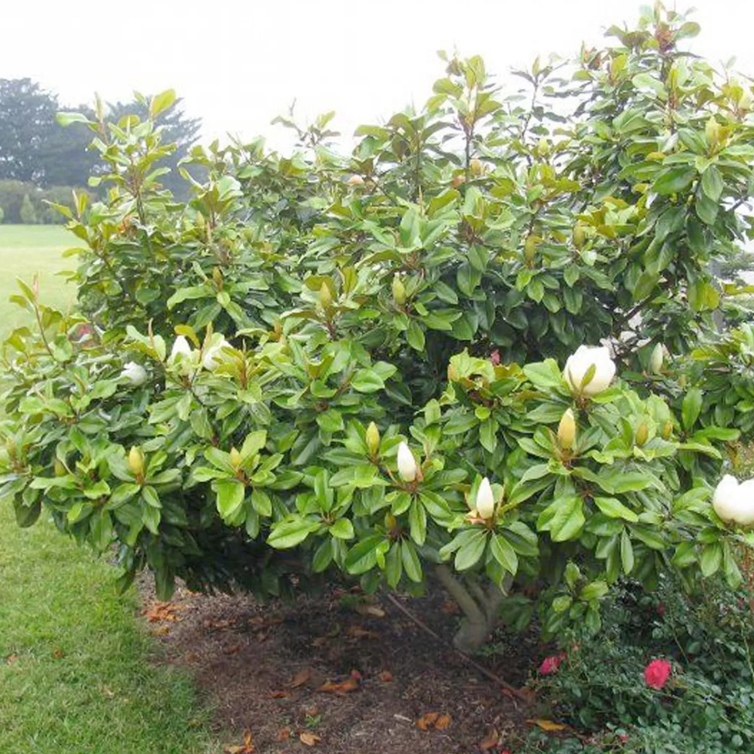 Magnolia 'Baby Grand'® - Baby Grand Magnolia - 5 Gallon>Roger's Gardens Outlet