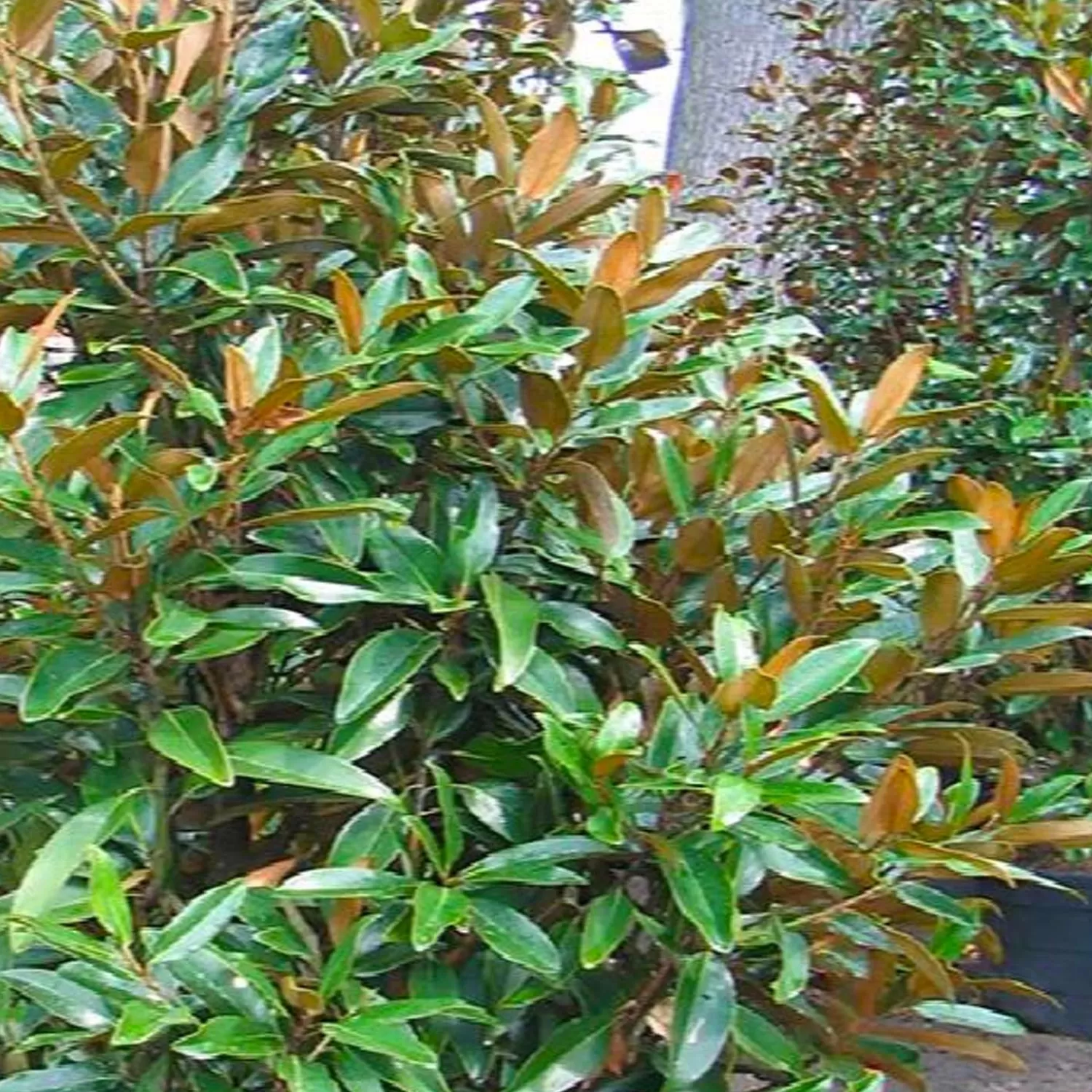 Magnolia Grandiflora™ - Alta Southern Magnolia™ - 5 Gallon>Roger's Gardens Best Sale