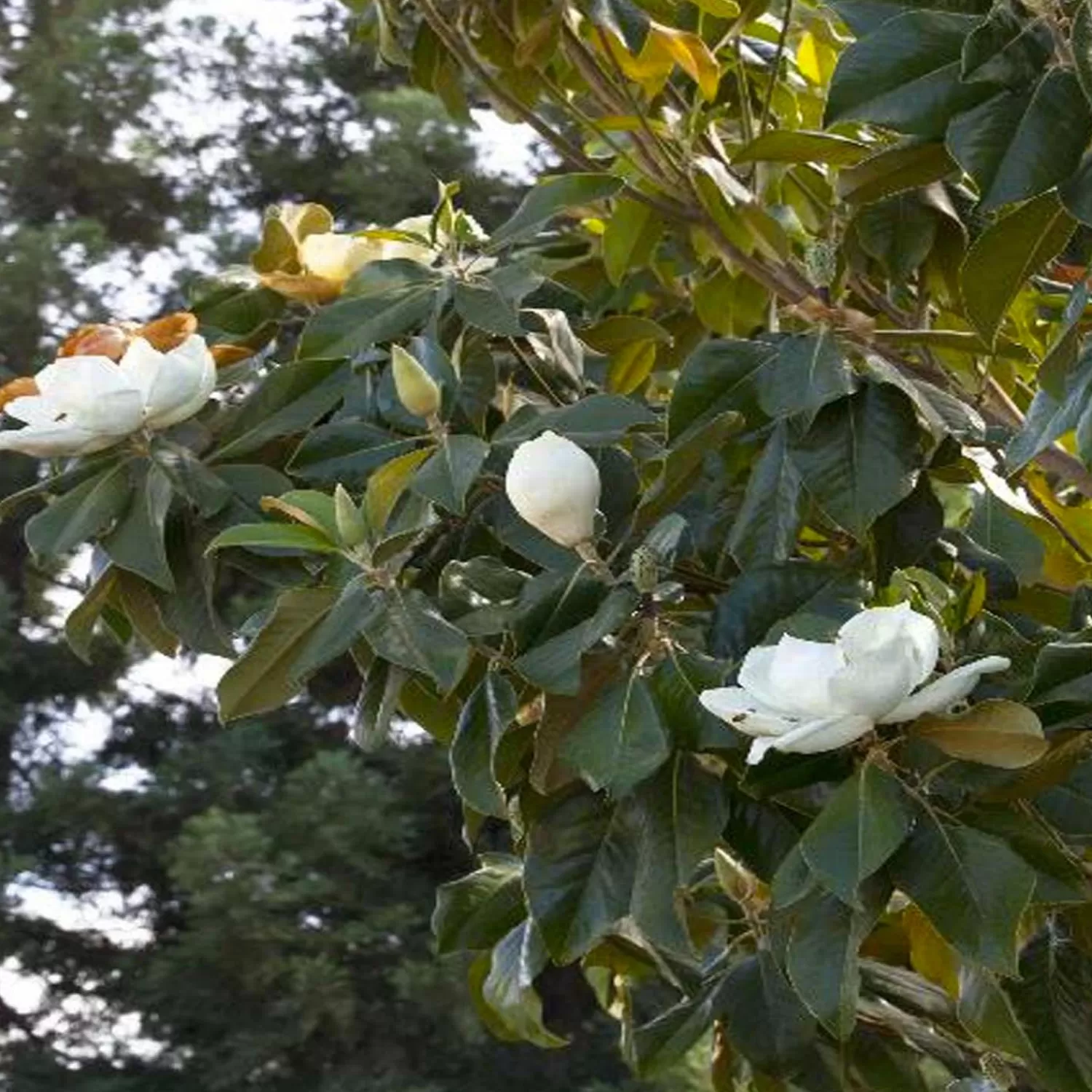 Magnolia Grandiflora - Majestic Beauty® Southern Magnolia - 5 Gallon>Roger's Gardens Cheap