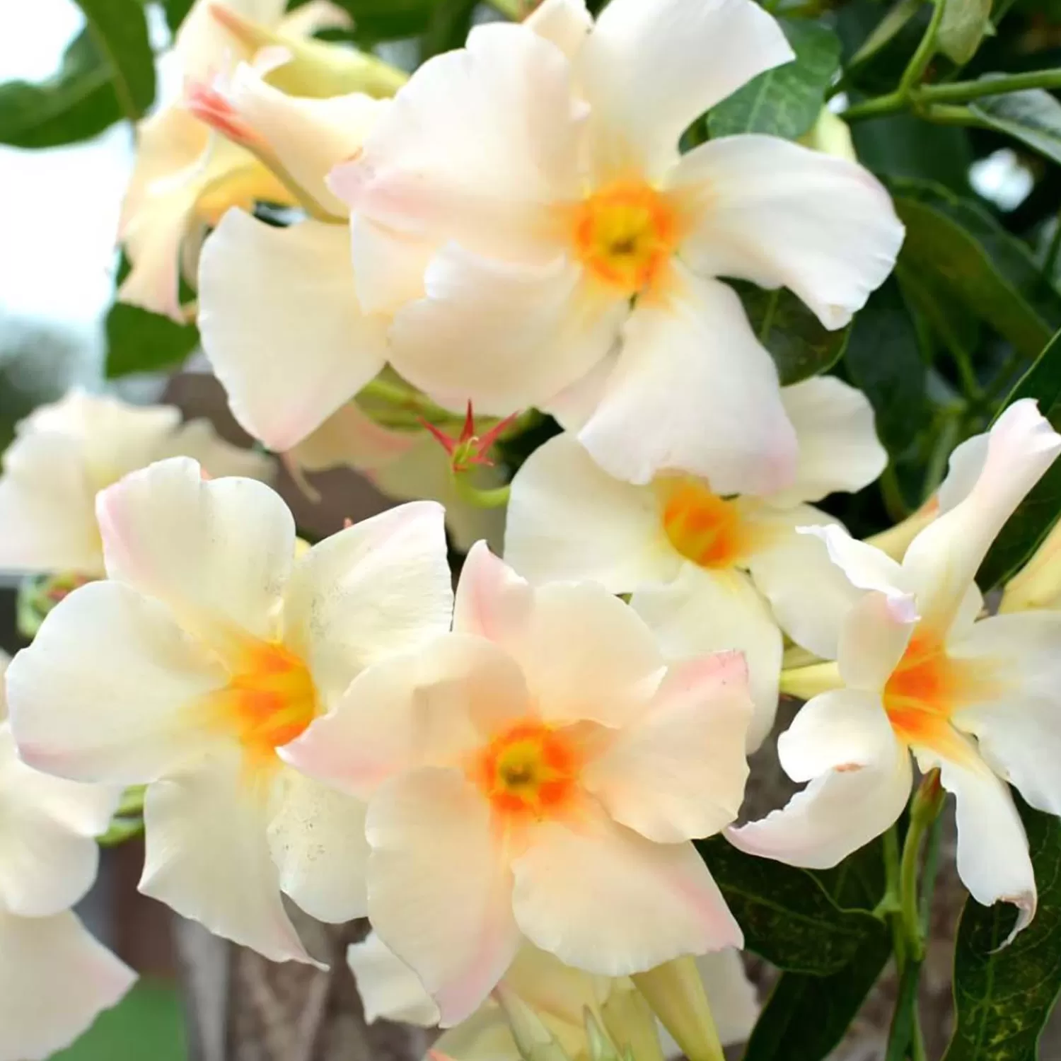 Mandevilla 'sun Apricot'® - Sun Parasol Apricot Mandevilla - 2 Gallon>Roger's Gardens Discount