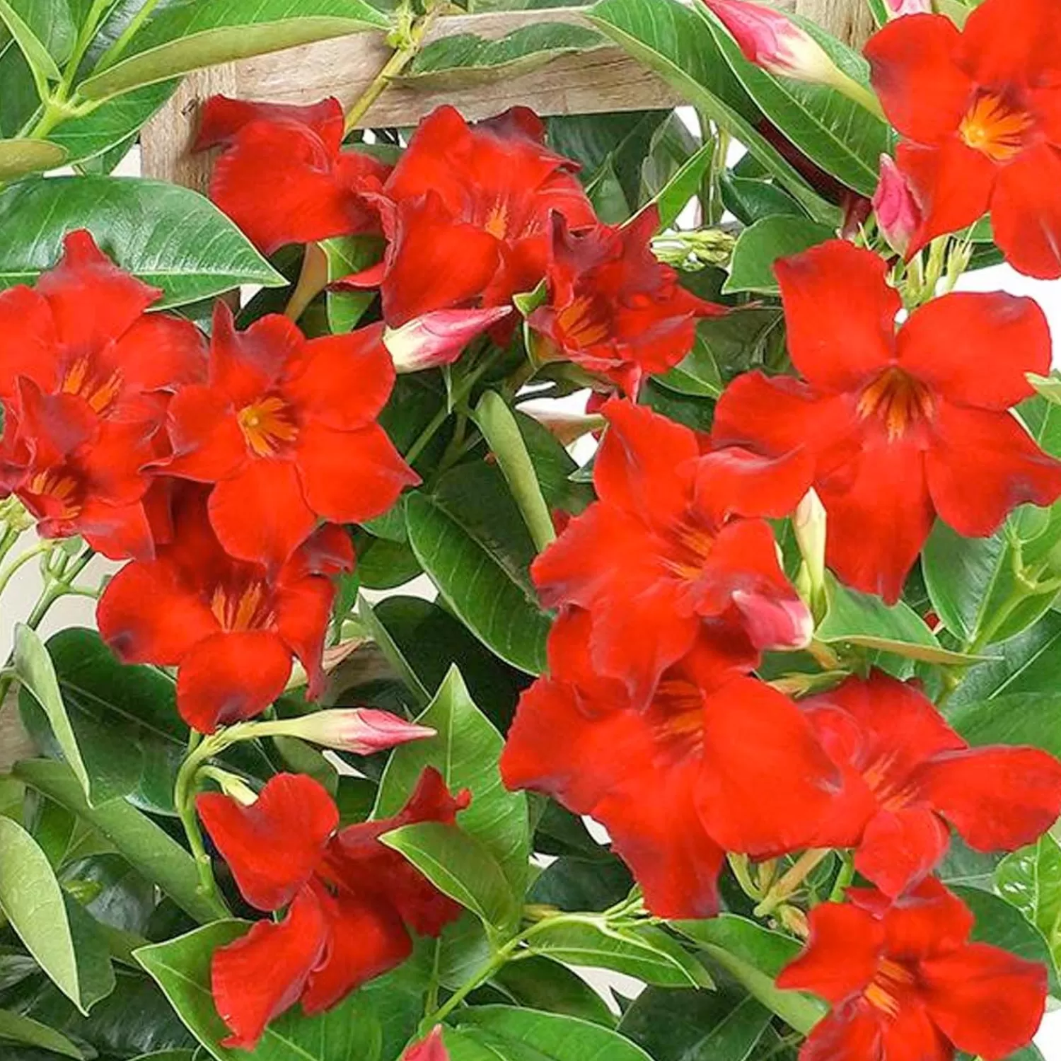 Mandevilla 'Velvet Red'™ - Velvet Red Mandevilla™ - 2 Gallon>Roger's Gardens Clearance