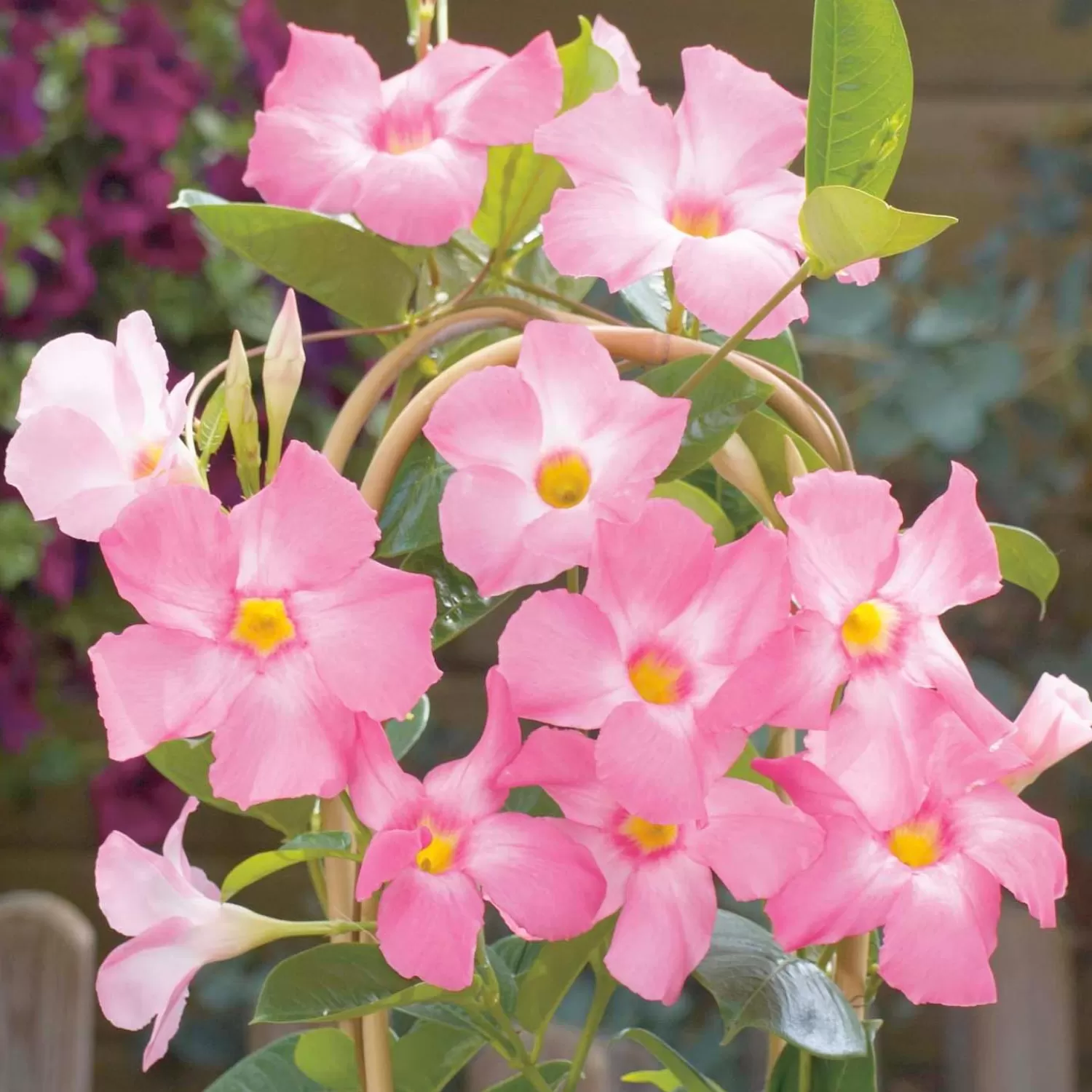 Mandevillea Giant Pink - Sun Parasol® Giant Pink Mandevilla - 2Gallon>Roger's Gardens Hot