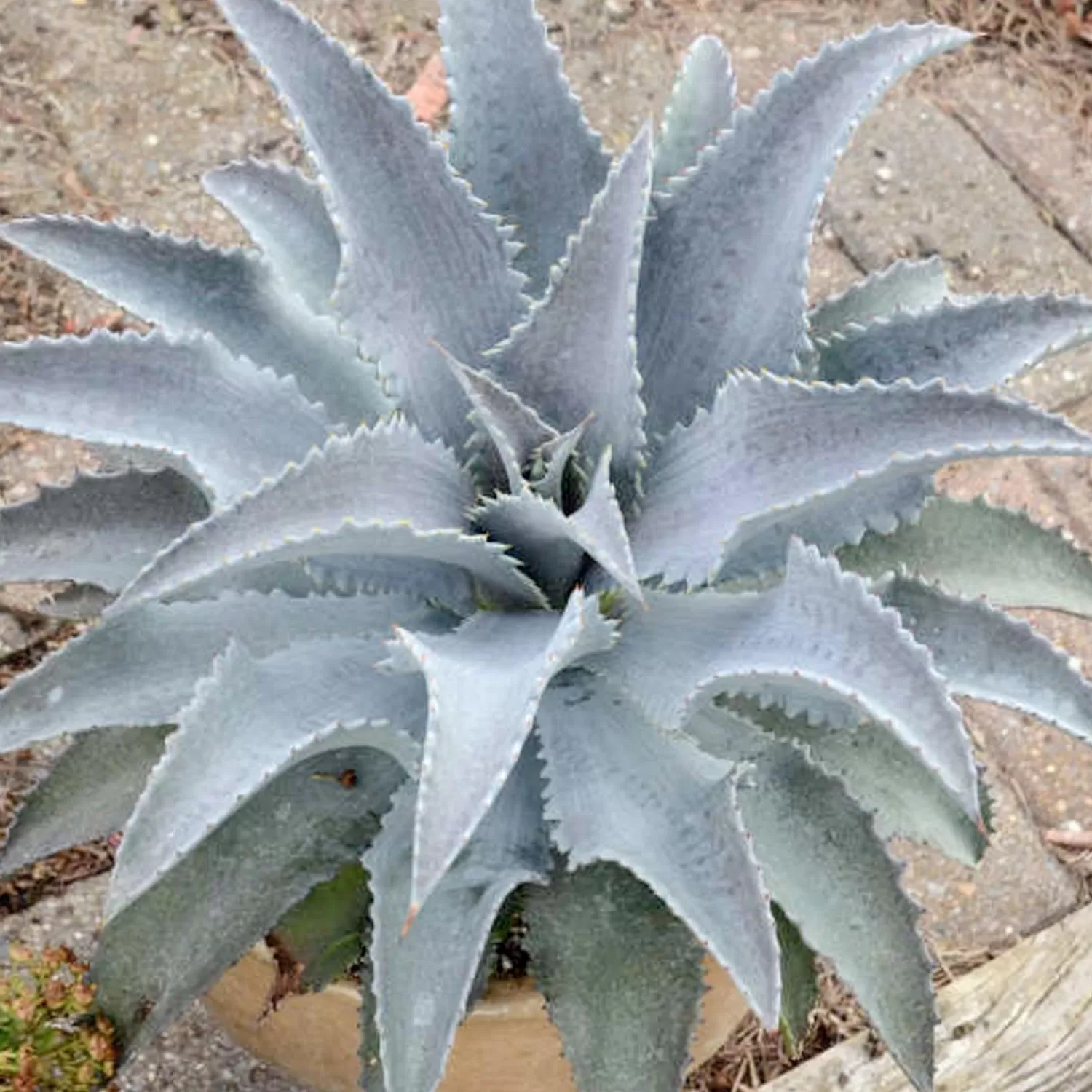 Mangave 'silver Fox'® Pp - Mangave - 2 Gallon>Roger's Gardens Clearance