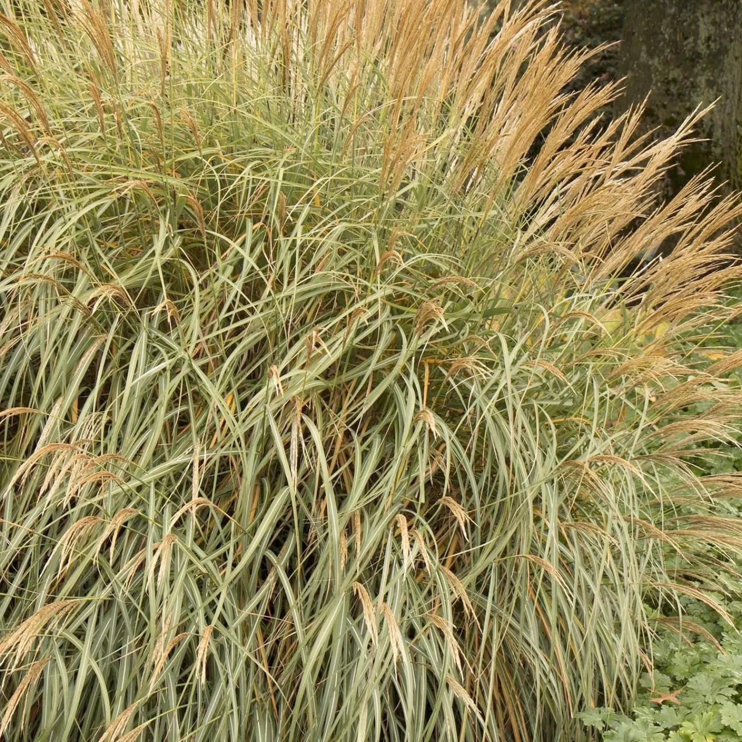 Miscanthus 'Adagio' - Adagio Maiden Grass - 2 Gallon>Roger's Gardens Outlet