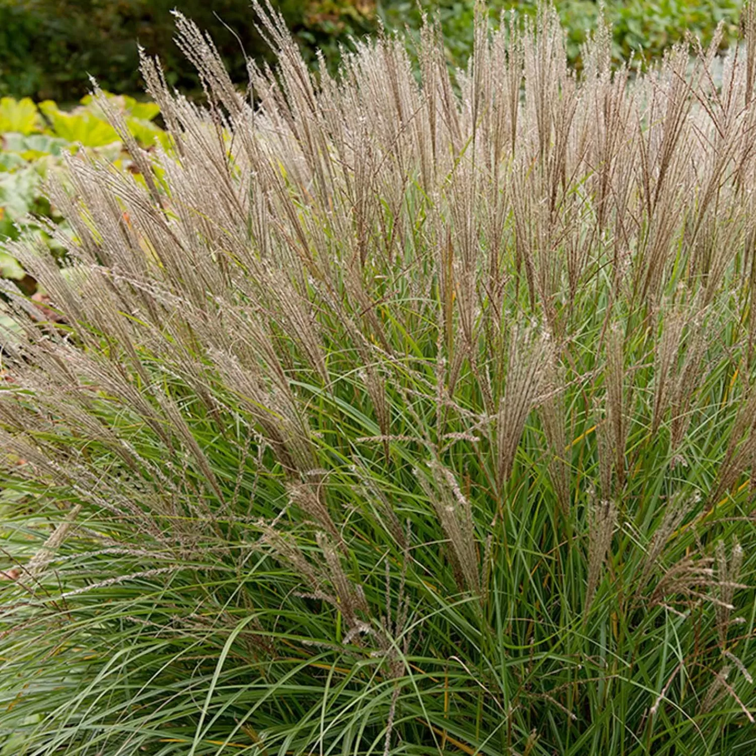 Miscanthus 'Gracillimus' - Graceful Maiden Grass - 5 Gallon>Roger's Gardens Store