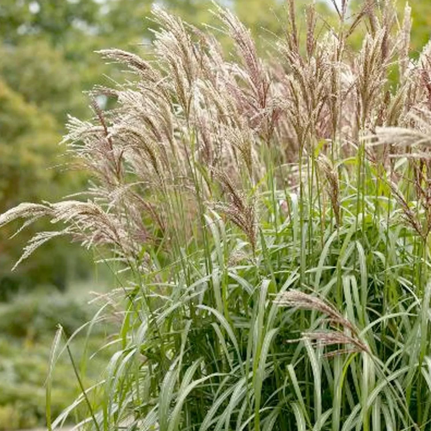 Miscanthus 'Maiden Grass'™ - Maiden Grass™ - 1 Gallon>Roger's Gardens Hot