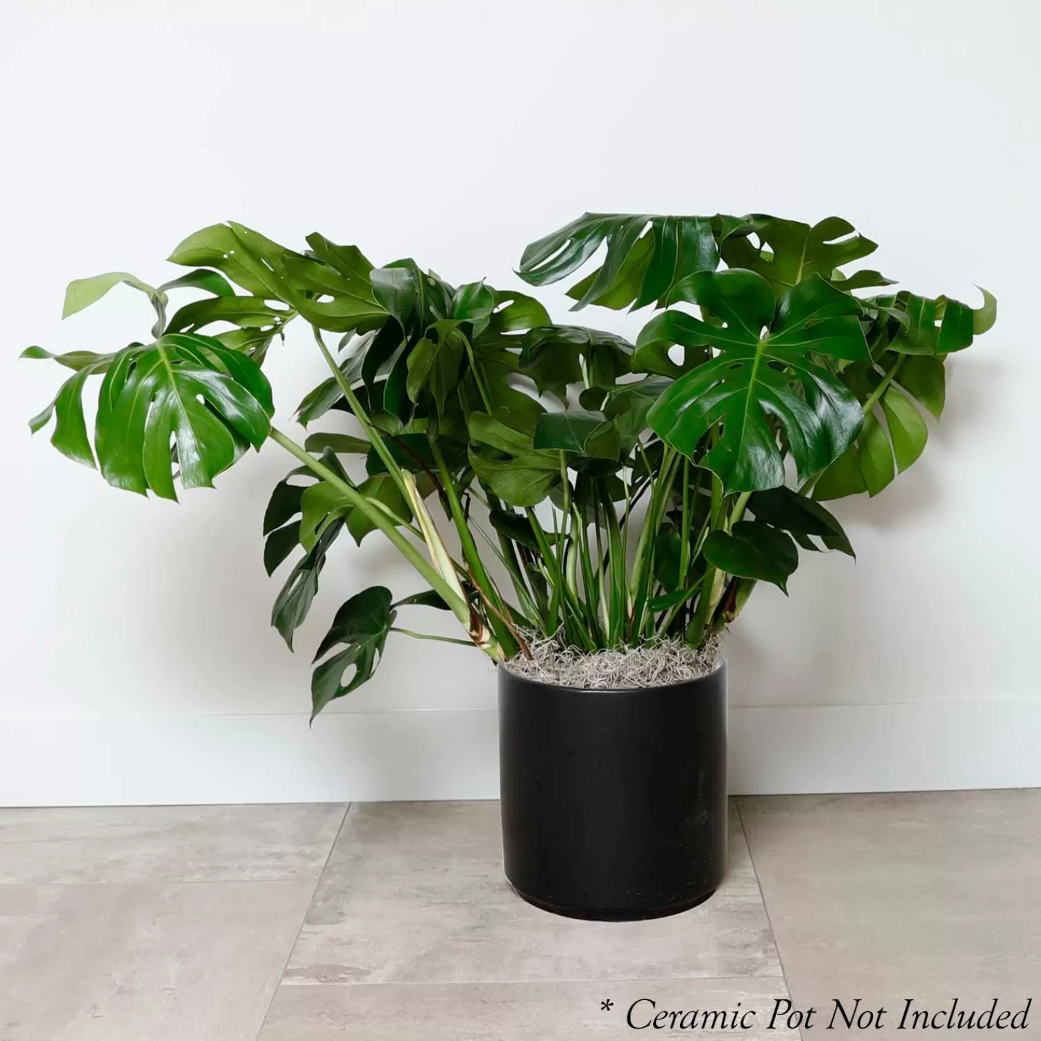 Monstera Deliciosa - 10In>Roger's Gardens Flash Sale