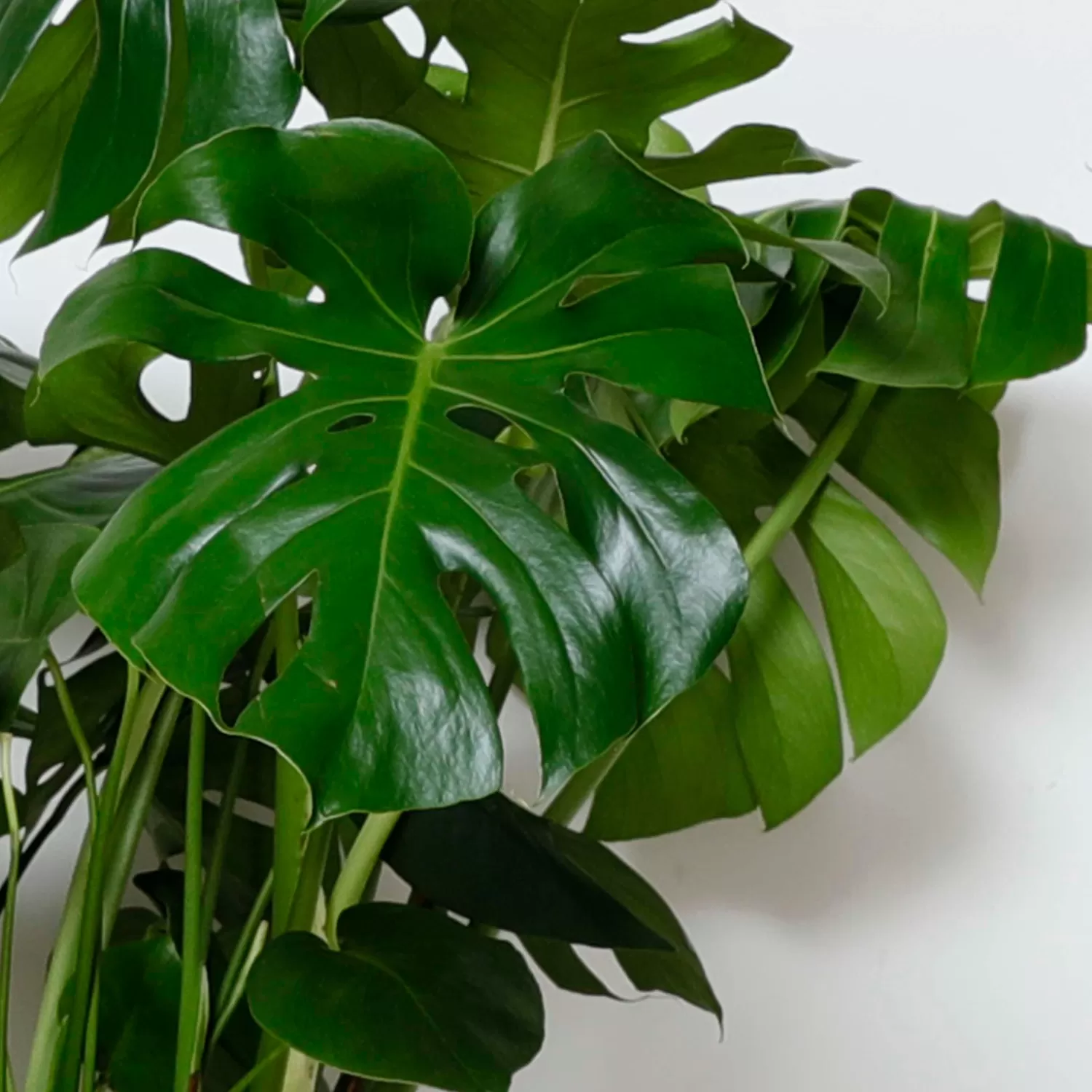 Monstera Deliciosa - 10In>Roger's Gardens Flash Sale