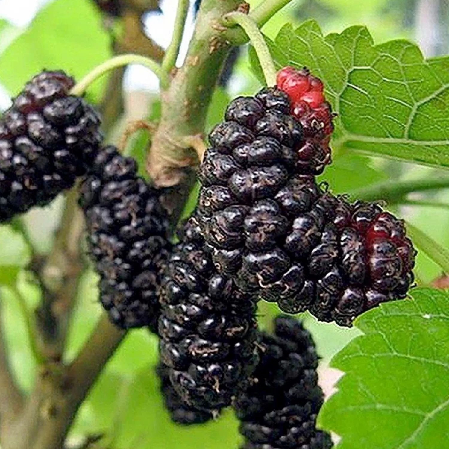 Morus Rubra 'Illinois Everbearing' - #5 Gallon>Roger's Gardens Shop