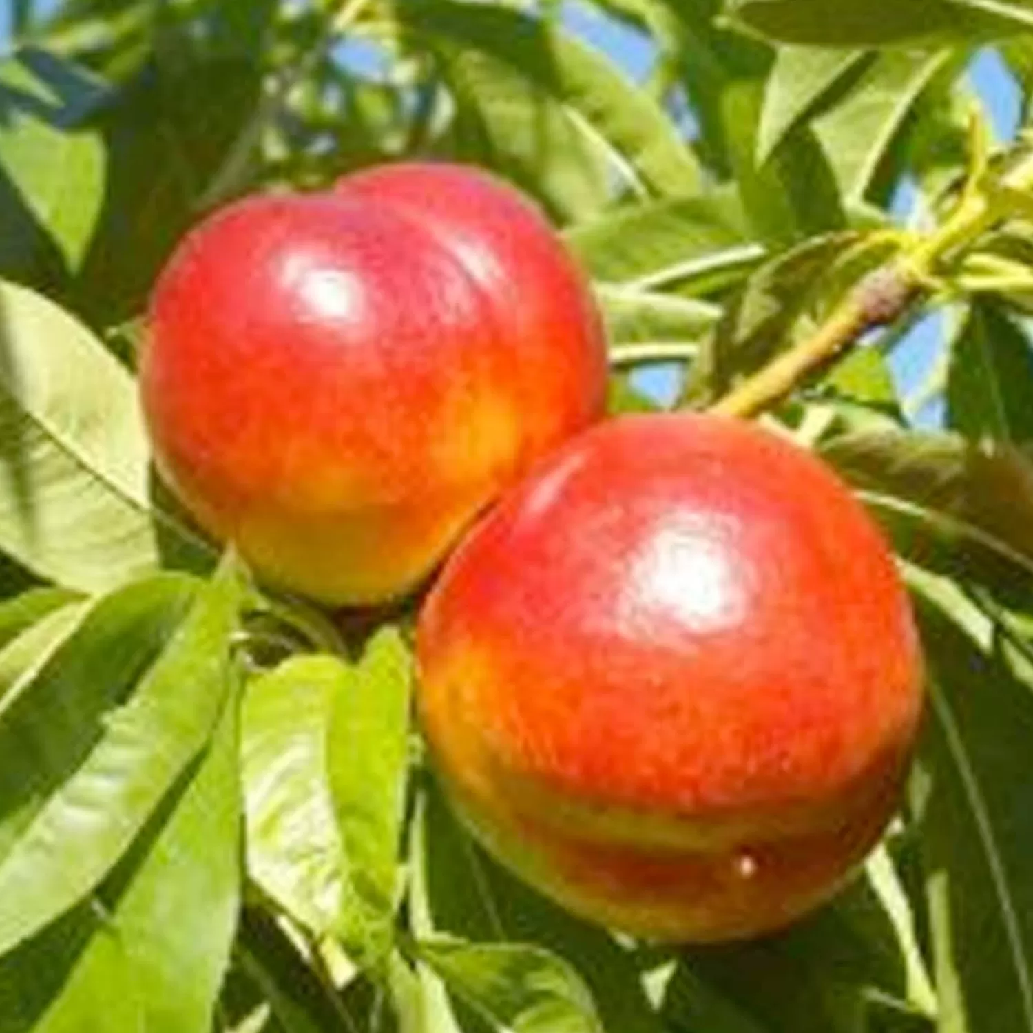 Nectarine 'Arctic Star White' - Semi-Dwarf - #15 Gallon>Roger's Gardens Flash Sale