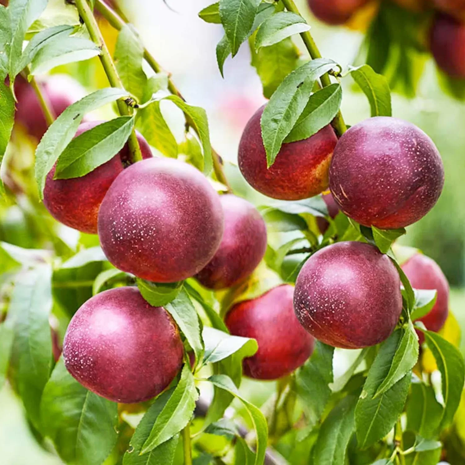 Nectarine 'Double Delight' - Std.Root - Pink Flowering - #15 Gallon>Roger's Gardens Fashion