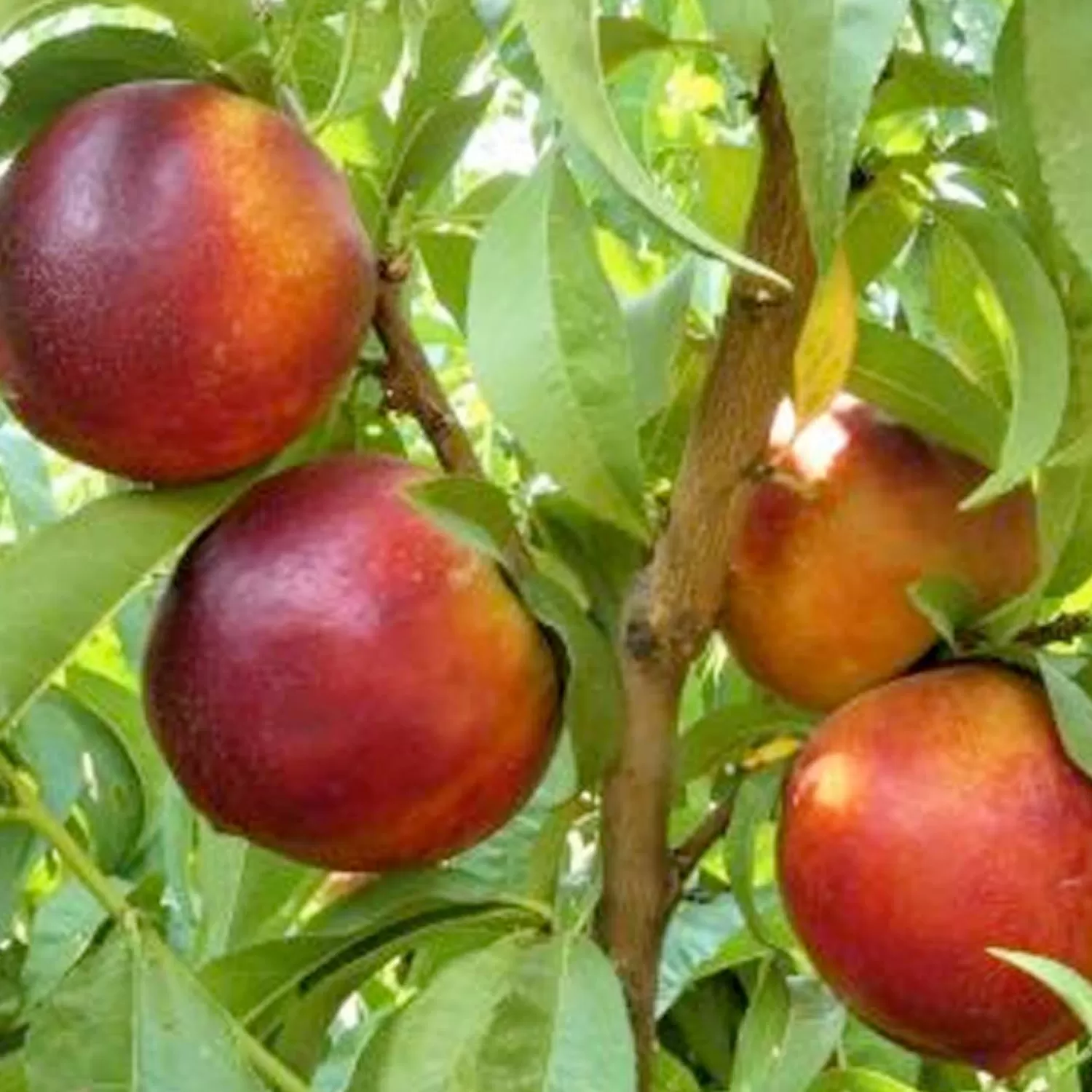 Nectarine 'Garden Delight' - Miniature - #7 Gallon>Roger's Gardens Store