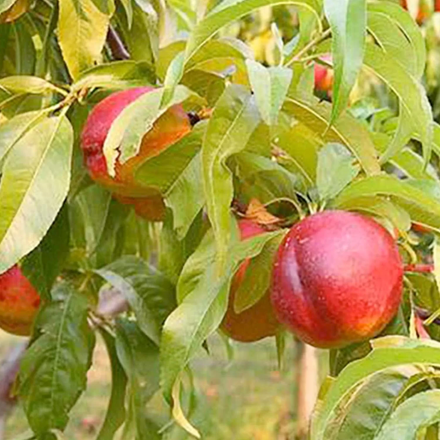 Nectarine 'Goldmine' - Semi-Dwarf - #15 Gallon>Roger's Gardens Store