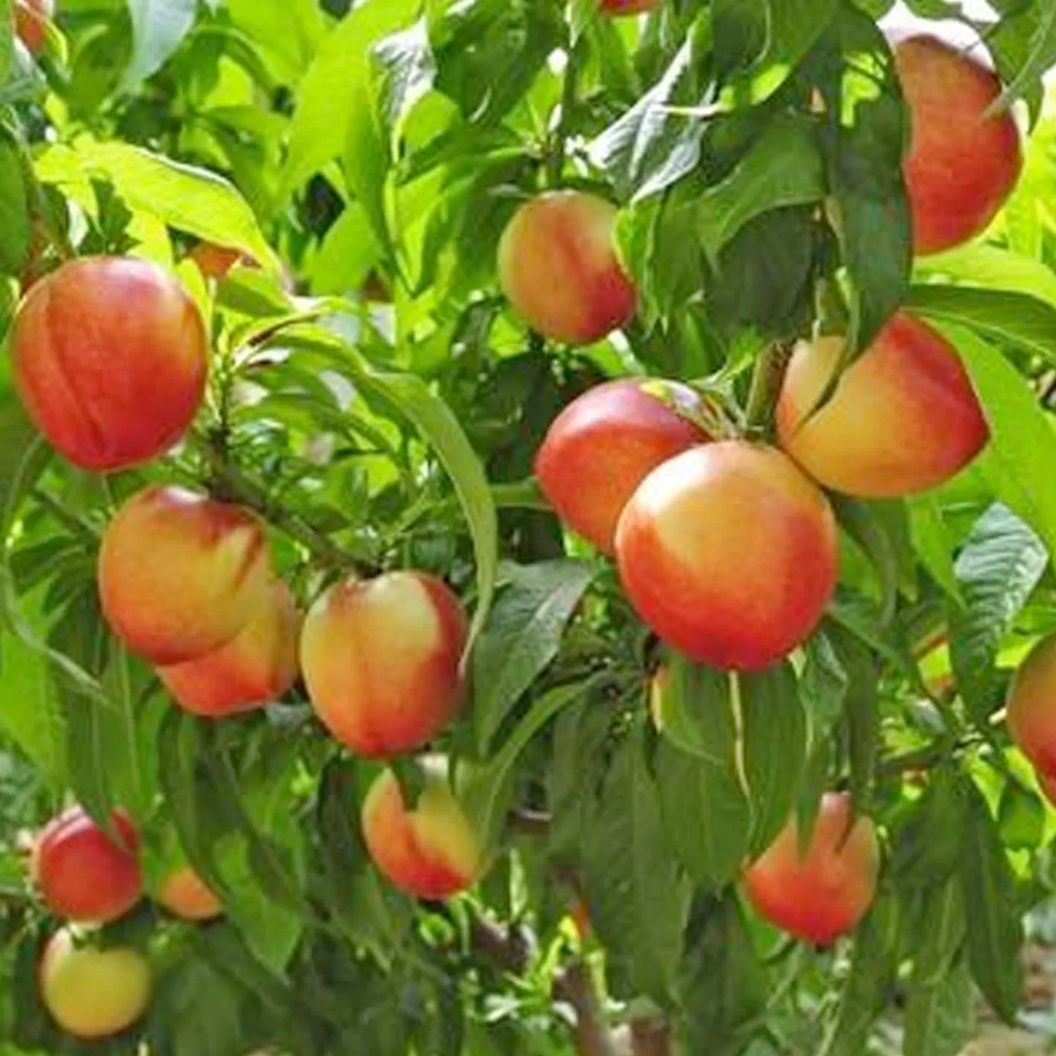 Nectarine 'Nectar Babe' - Miniature - #5 Gallon>Roger's Gardens Store