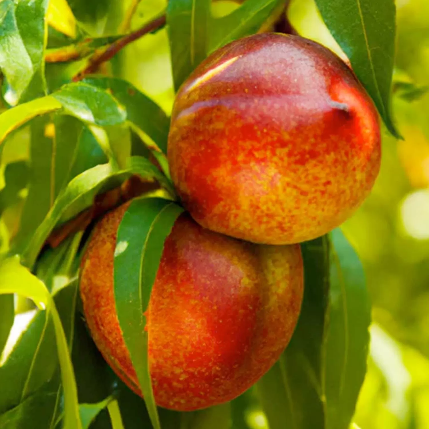 Nectarine 'Panamint' - Semi-Dwarf - #15 Gallon>Roger's Gardens Online