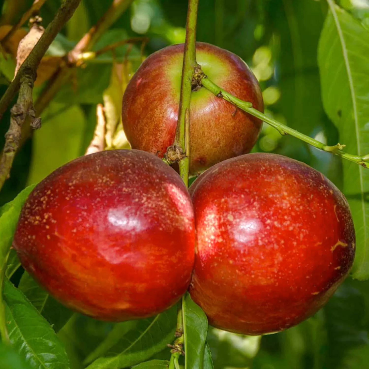 Nectarine 'snow Queen' - Semi-Dwarf - #15 Gallon>Roger's Gardens New