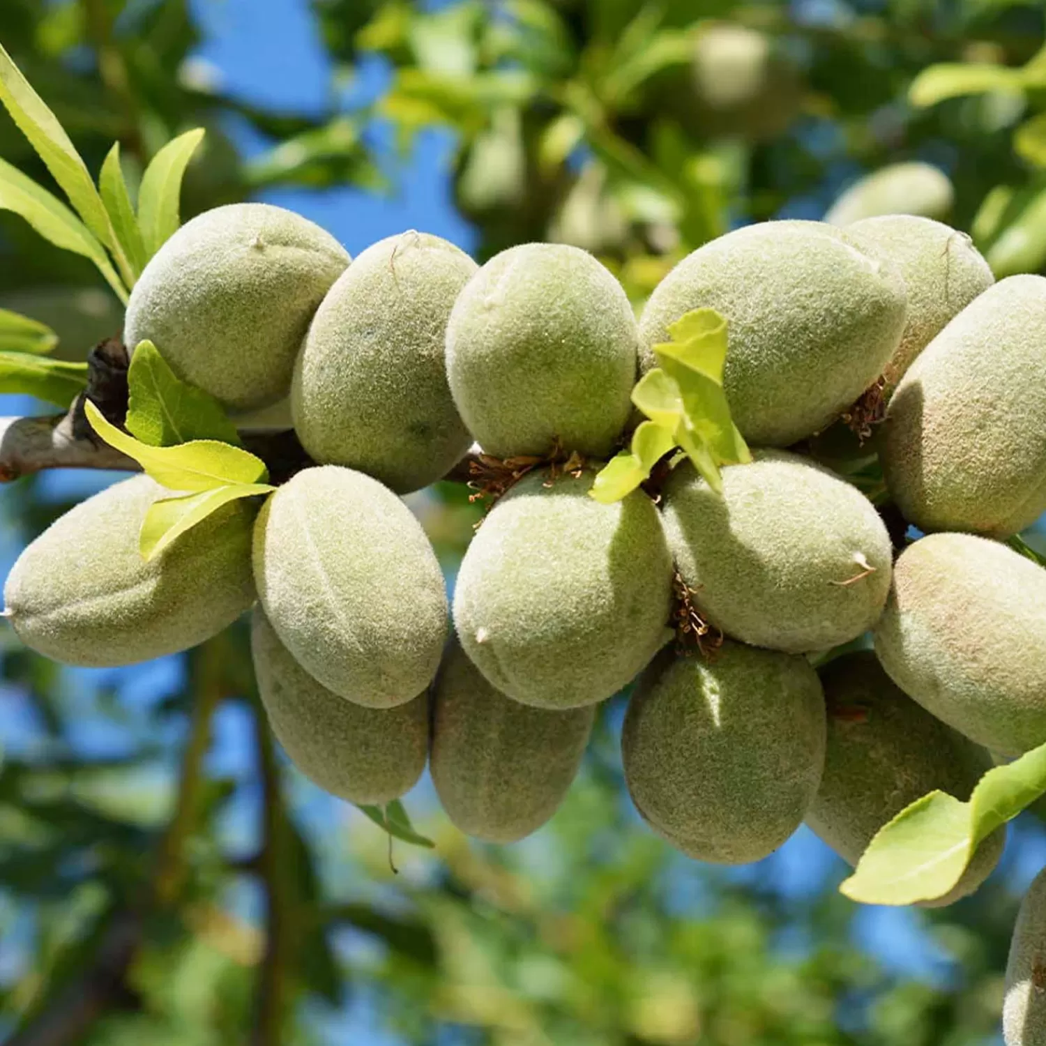 Nut Almond 'All-In-One' - Genetic Dwarf - #5 Gallon>Roger's Gardens Clearance