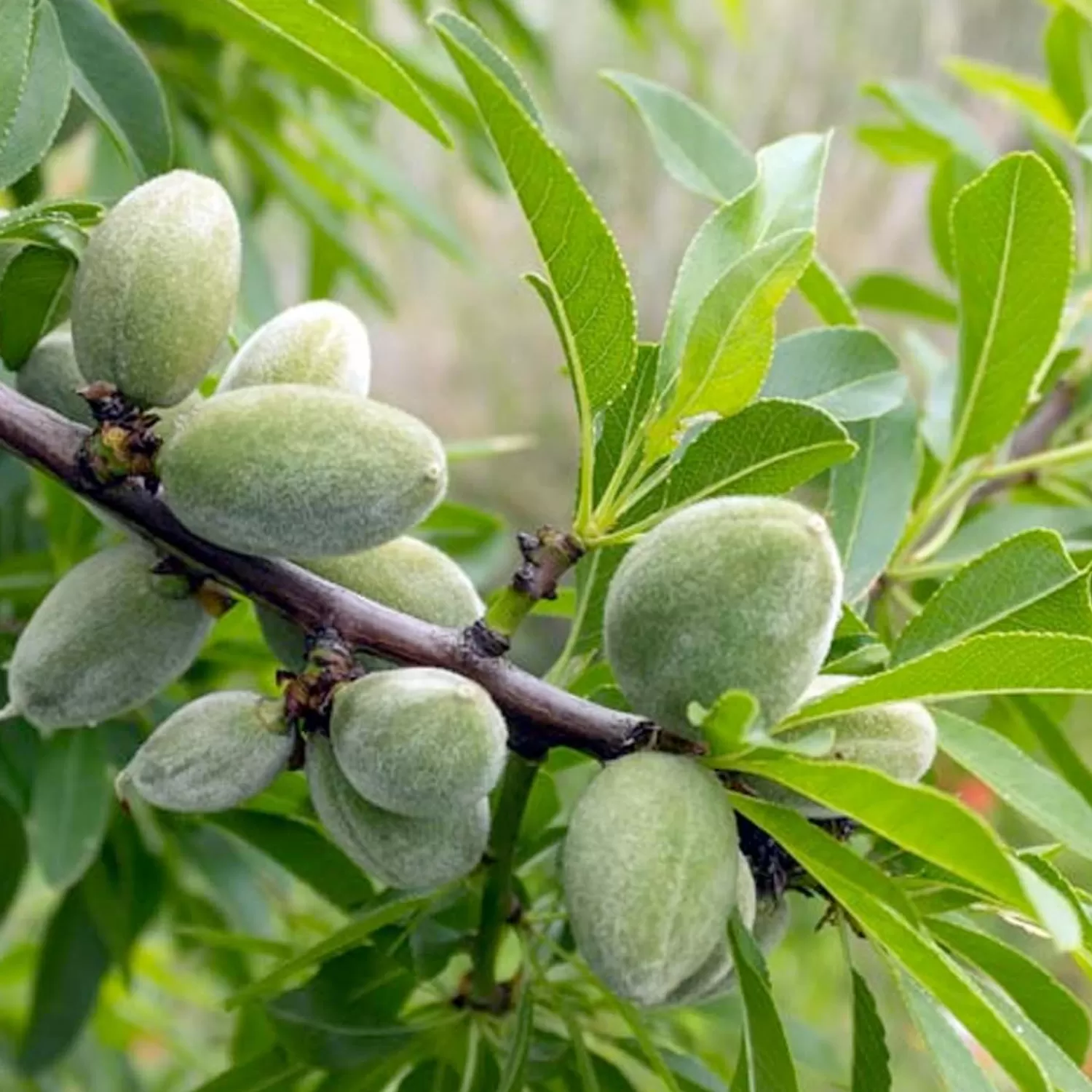 Nut Almond 'Garden Prince' - Genetic Dwarf - #5 Gallon>Roger's Gardens Cheap