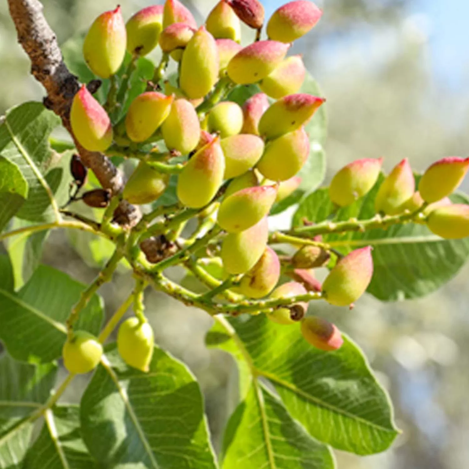 Nut Pistachio 'Kerman' (Female) - #5 Gallon>Roger's Gardens Flash Sale