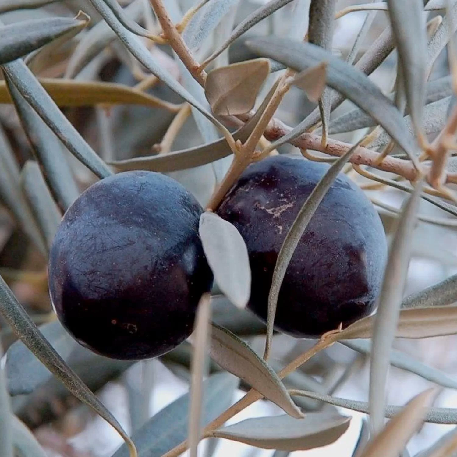 Olea Europ. 'sevillano' - Sevillano Fruiting Olive - 5 Gallon>Roger's Gardens Hot