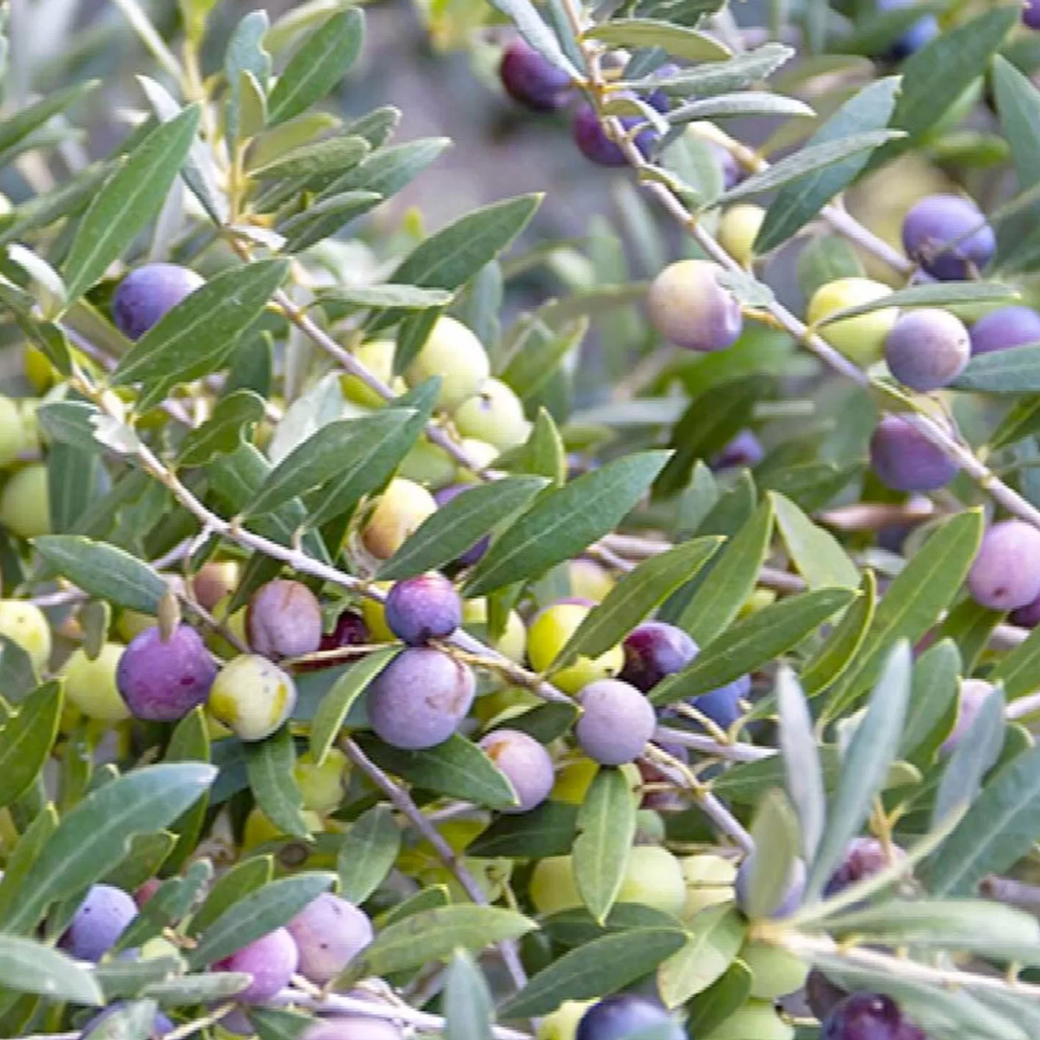 Olea Europaea 'Arbequina' - #5 Gallon>Roger's Gardens Shop