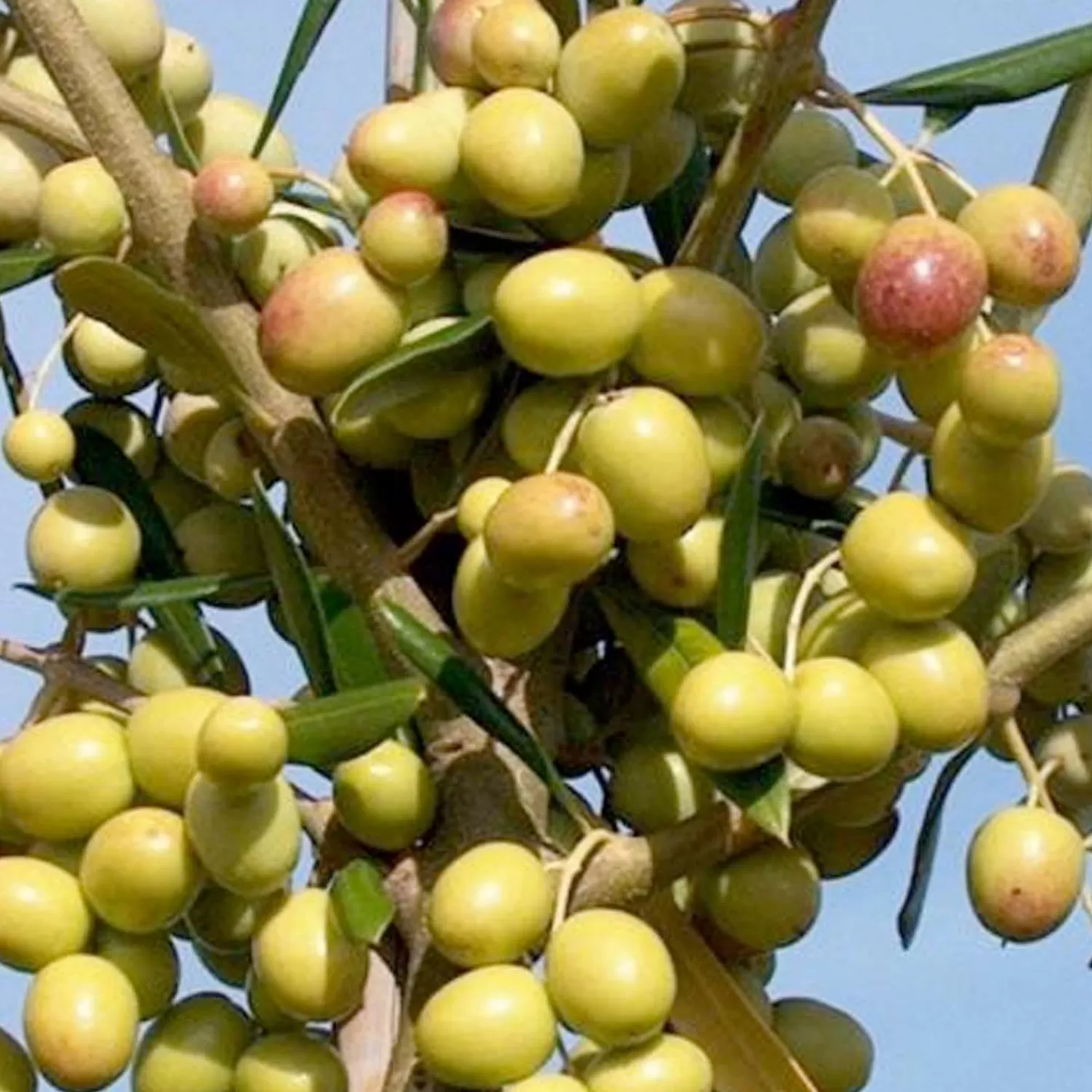 Olea Europaea 'Arbosana' - #15 Gallon>Roger's Gardens Store