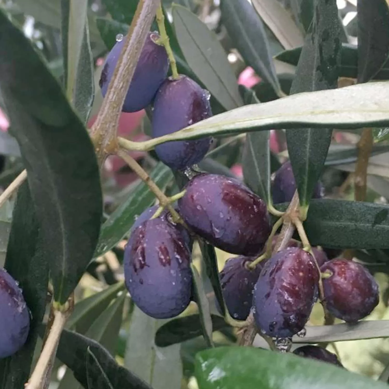 Olea Europaea 'Frantoio' - #15 Gallon>Roger's Gardens New