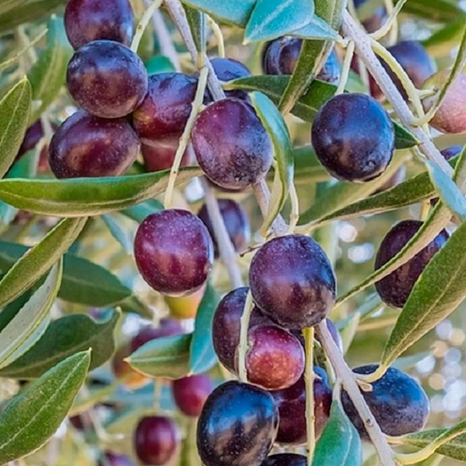 Olea Europaea 'Koroneiki' - #5 Gallon>Roger's Gardens Hot