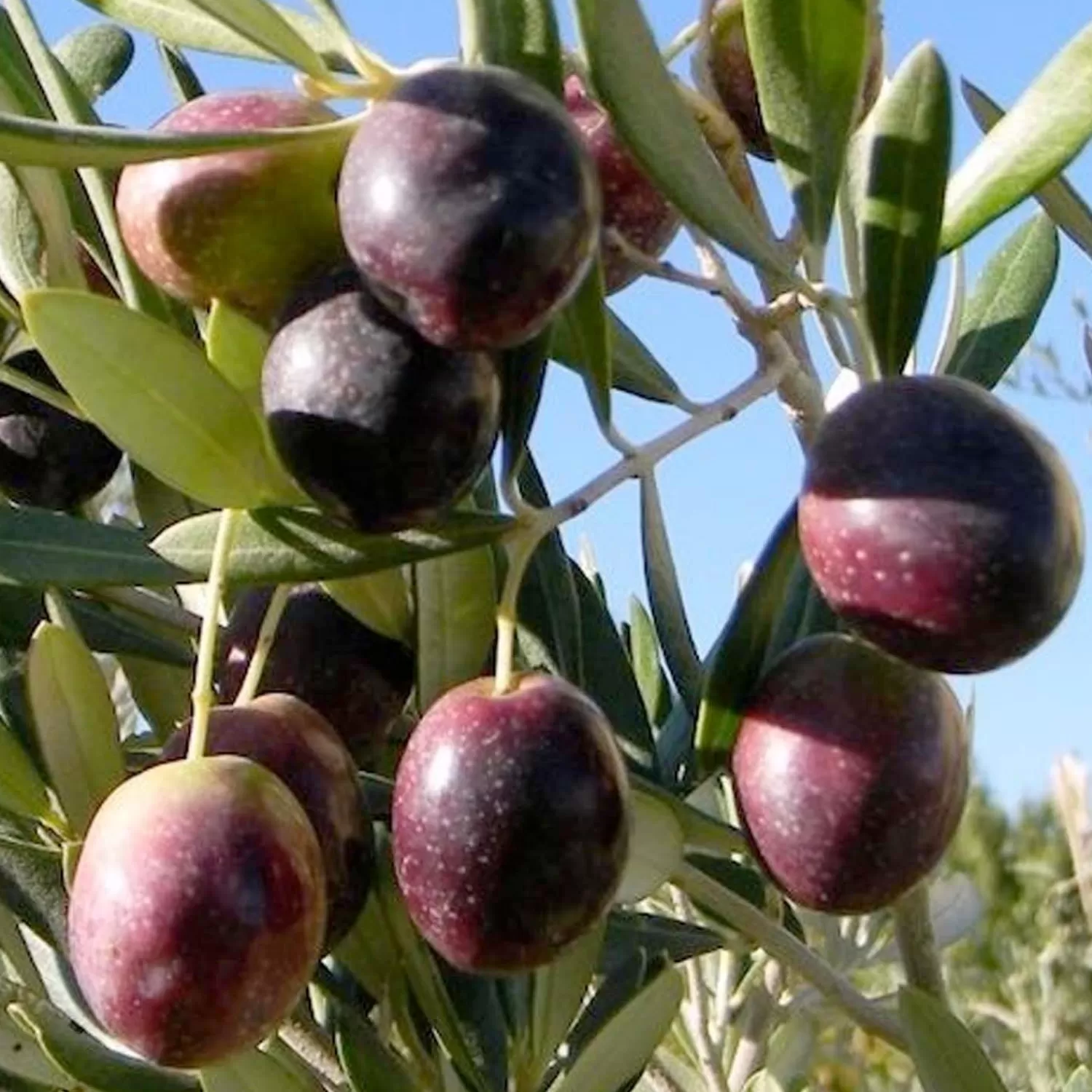 Olea Europaea 'Manzanillo' - #15 Gallon>Roger's Gardens Best Sale