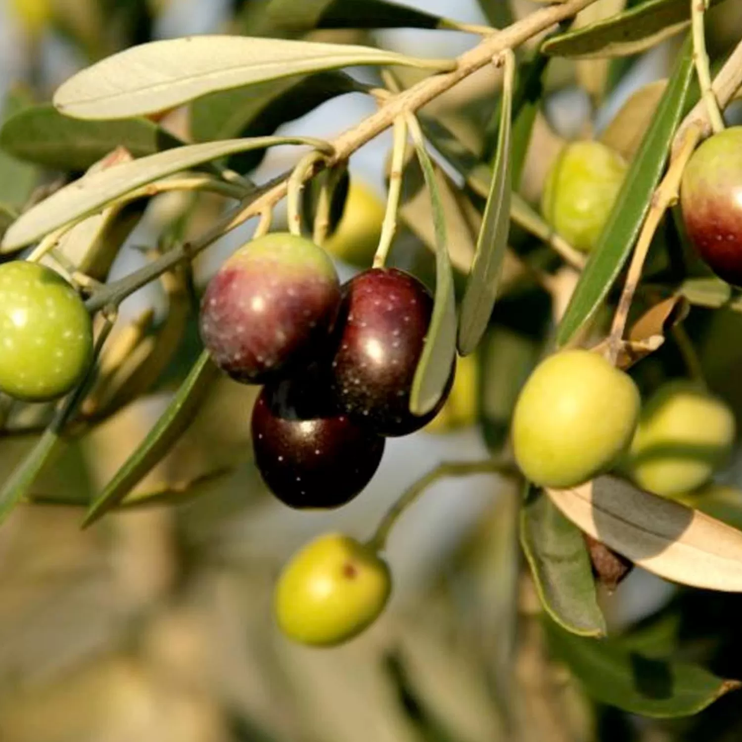 Olea Europaea 'Mission' - Std.Tree - #5 Gallon>Roger's Gardens Clearance