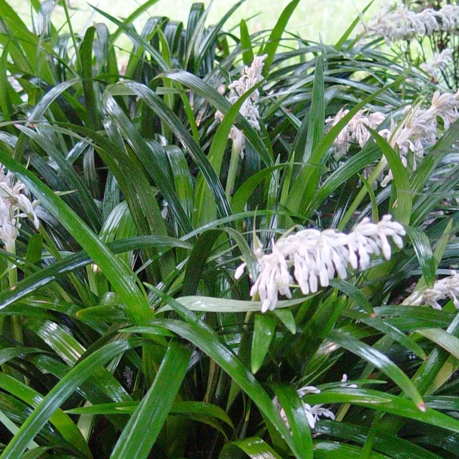 Ophiopogon Japonicus - Mondo Grass - 1 Gallon>Roger's Gardens Best Sale