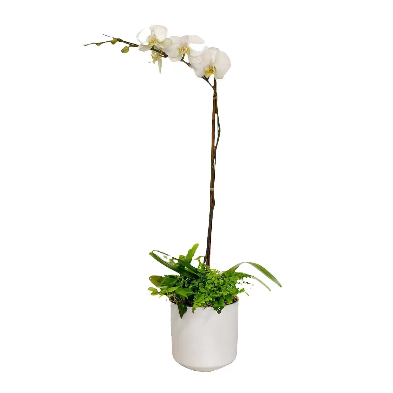 Orchid & Greens In Medium White Pot>Roger's Gardens New