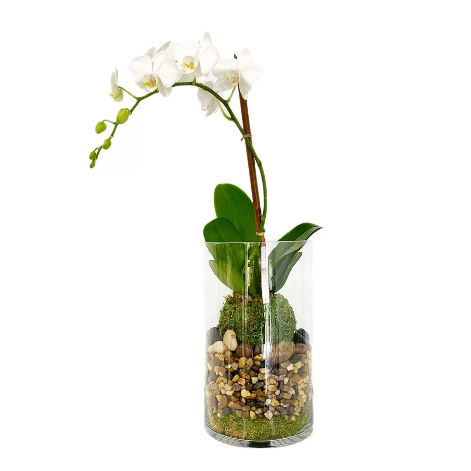 Orchid Kokedama In Glass Cylinder>Roger's Gardens Discount