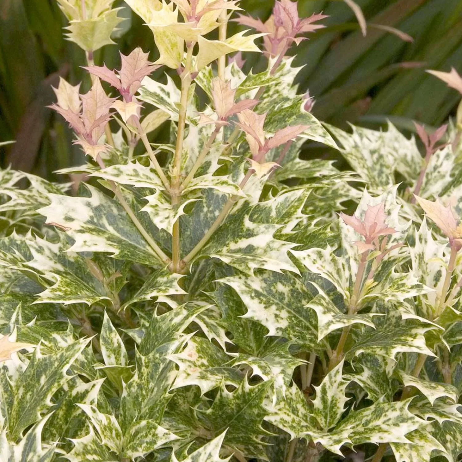 Osmanthus 'Goshiki' - Goshiki Osmanthus - 1 Gallon>Roger's Gardens Store