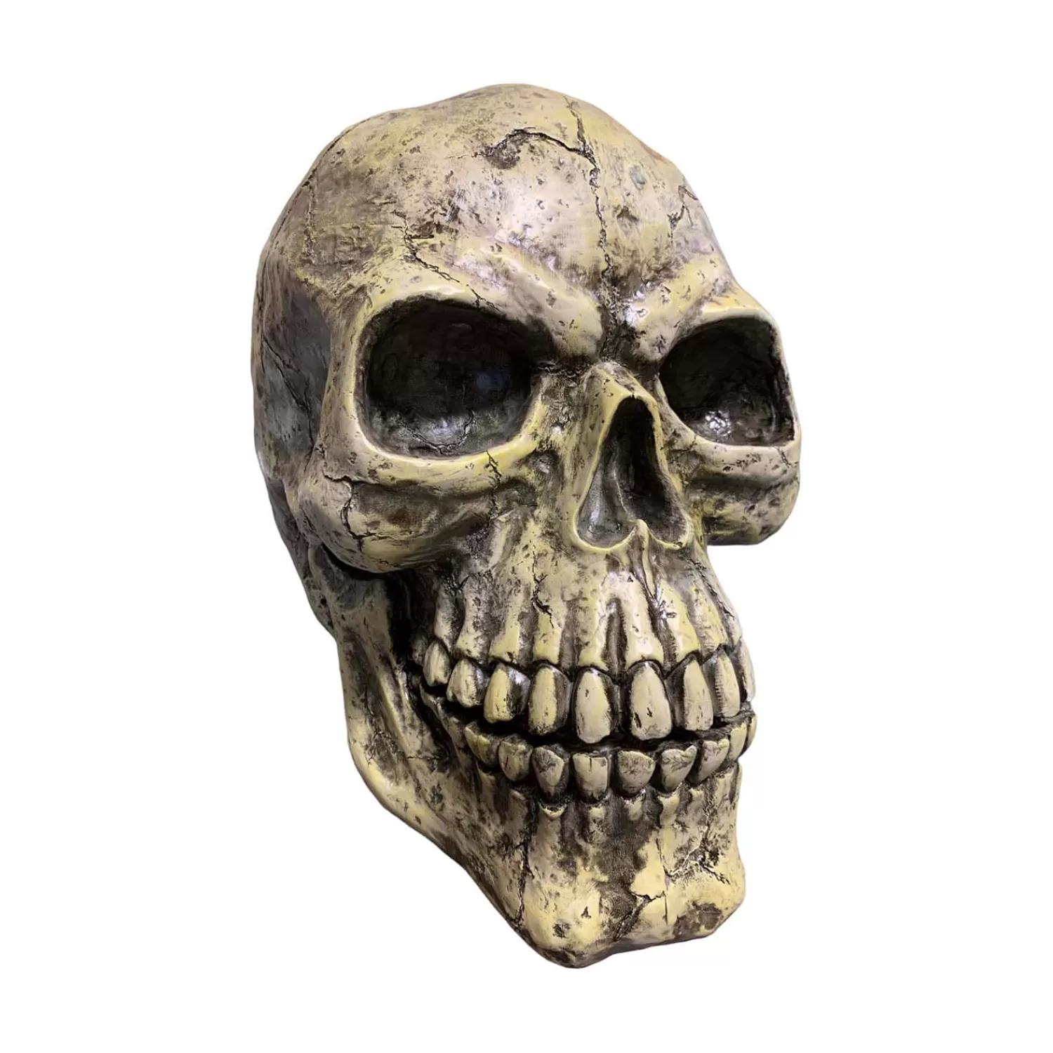 Oversized Skull - 14" Tall>Roger's Gardens Flash Sale