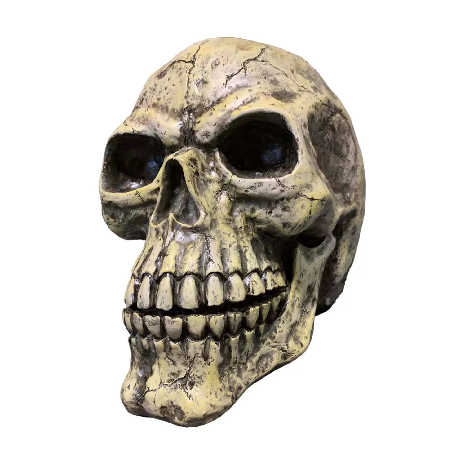 Oversized Skull - 14" Tall>Roger's Gardens Flash Sale