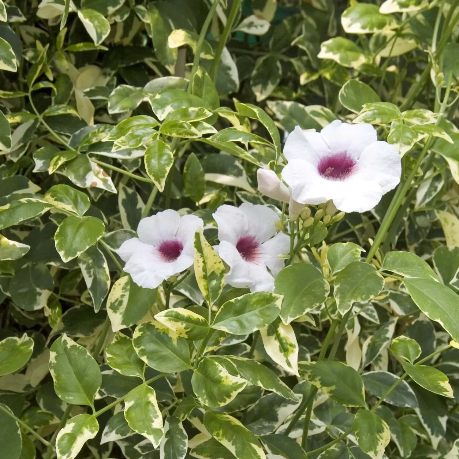 Pandorea Jasminoides 'Charisma - Charisma Bower Vine - 5 Gallon>Roger's Gardens Best Sale