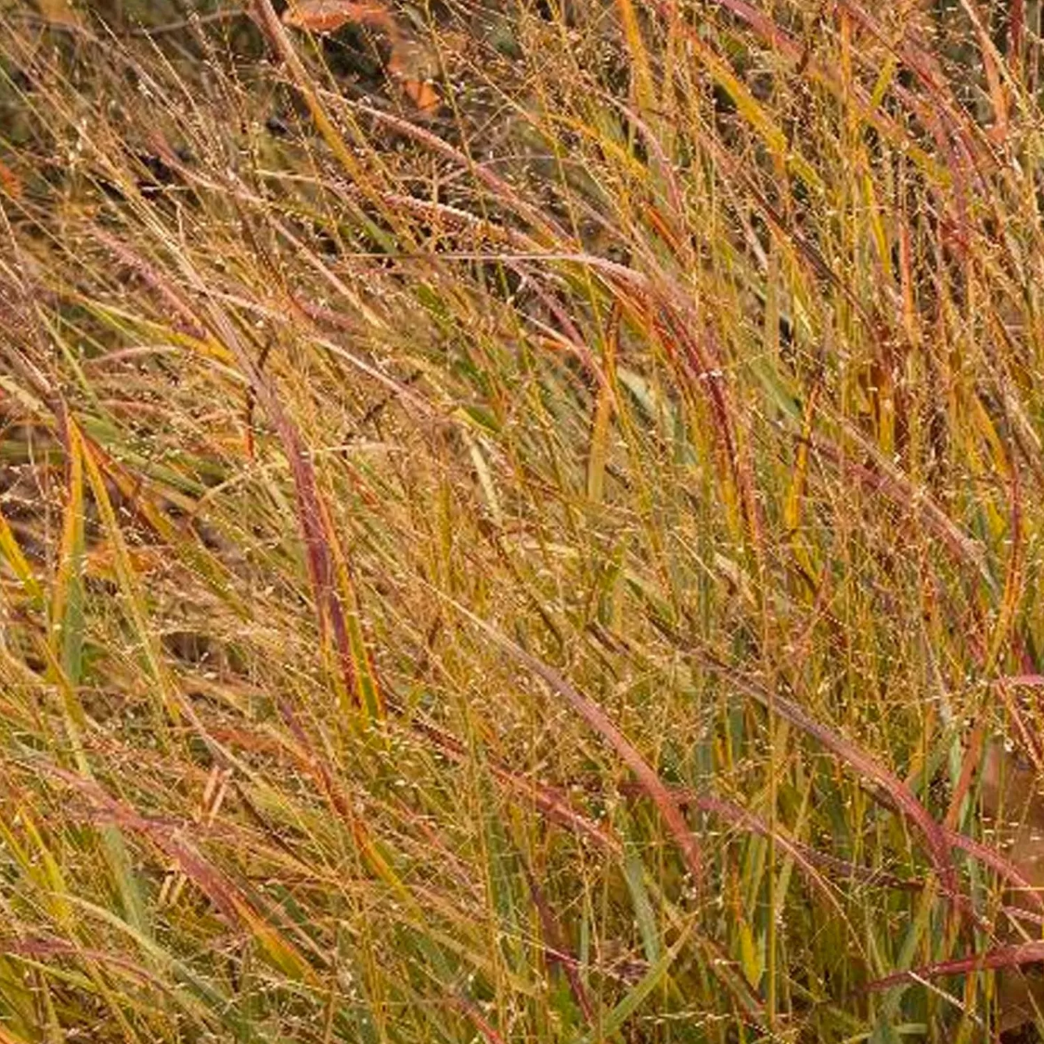 Panicum Vir. 'shenandoah' - Shenandoah Panic Grass - 1 Gallon>Roger's Gardens Discount