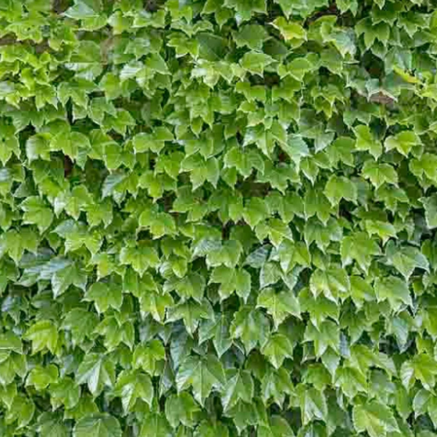 Parthenocissus 'Veitchii' - Boston Ivy - 5 Gallon>Roger's Gardens Best